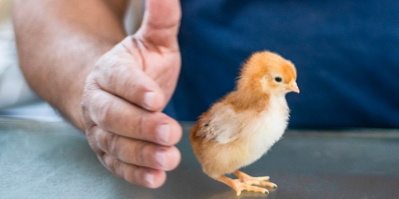 Raising Chickens for Cheaper Eggs Gets Expensive Fast WSJ