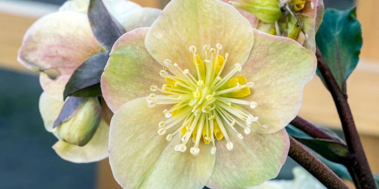 The Best Easter Gift Is a Spring Flower You’ve Never Heard Of WSJ