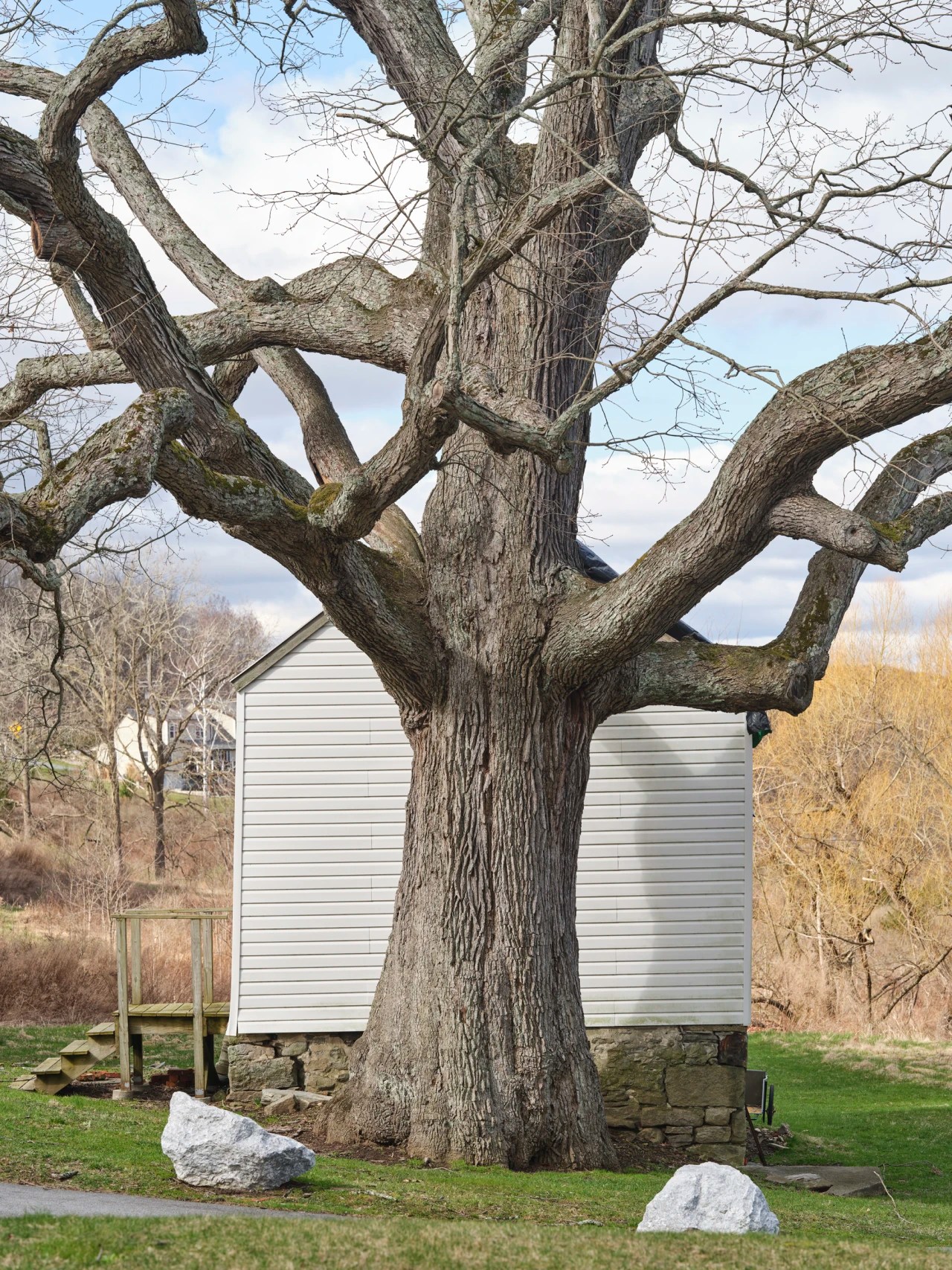 A Photo Archive of America’s Grandest Trees WSJ