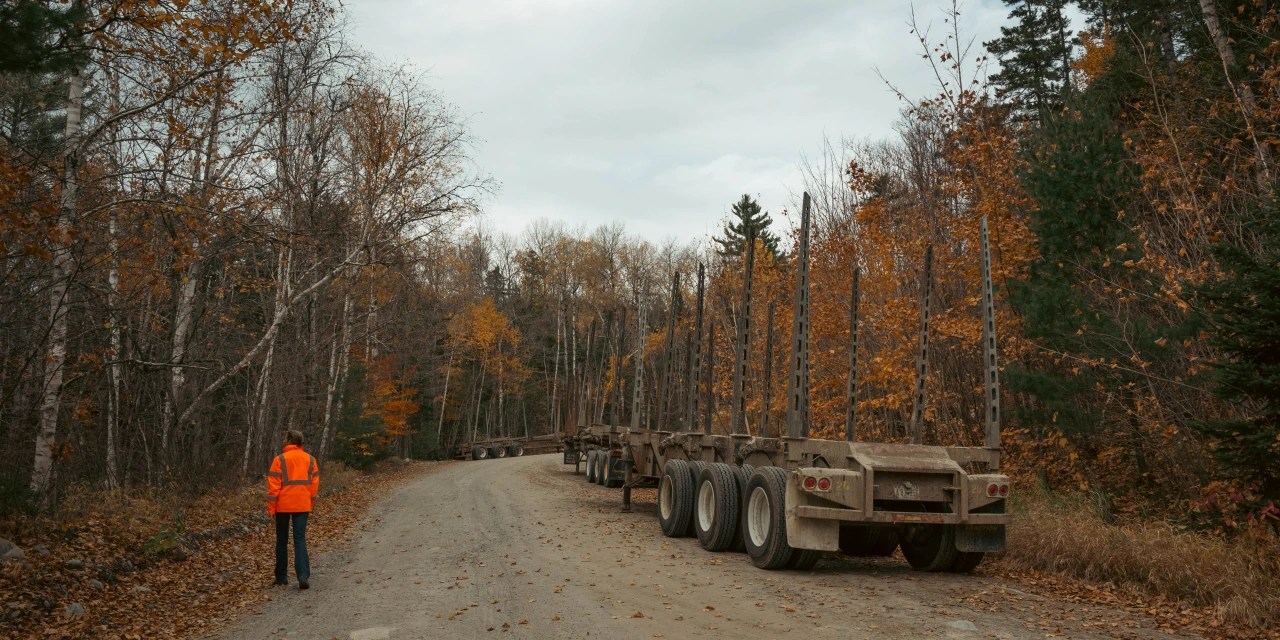 America’s Biggest Landowner Greenlighted to Sell Forest Carbon Offsets