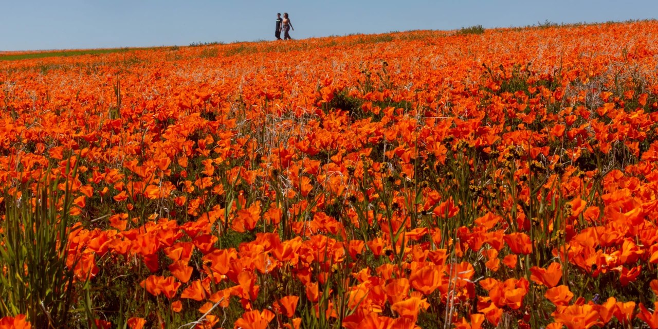 California’s Wet Winter Could Lead to First Superbloom in Years WSJ