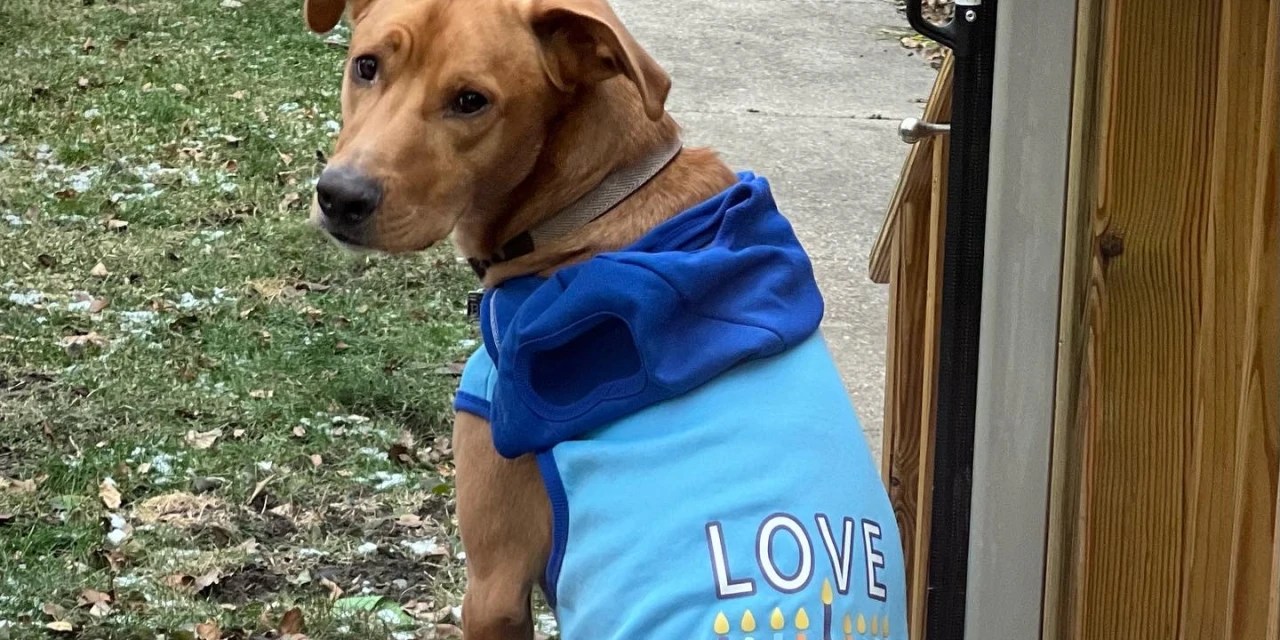 The DogEatDog World of Kosher Pet Food at Passover WSJ