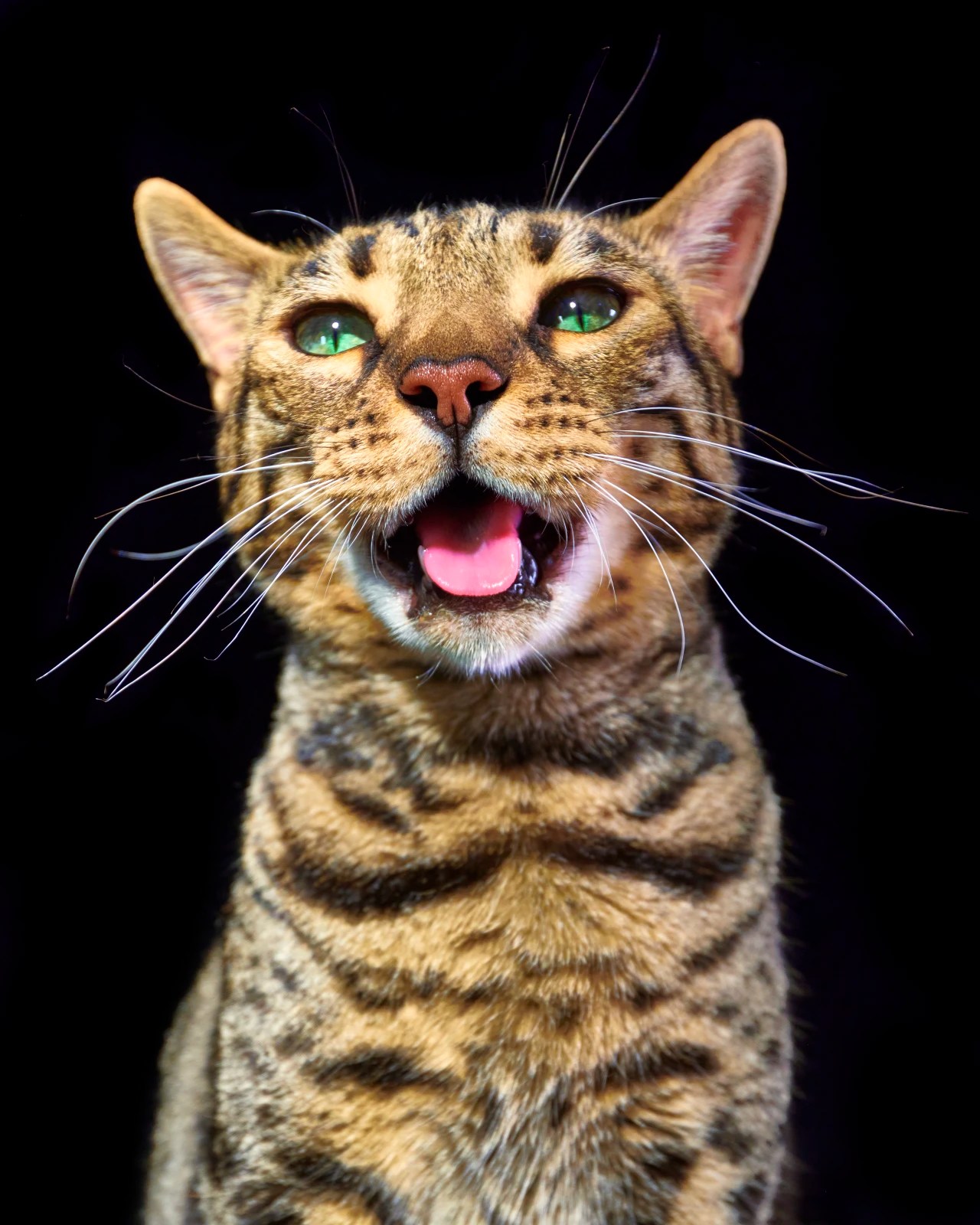 The Meaning of Your Cat’s Meow WSJ