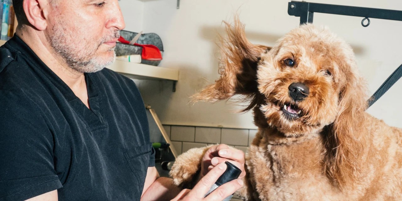 Make Room in the Budget For Your Dog’s Blowout WSJ