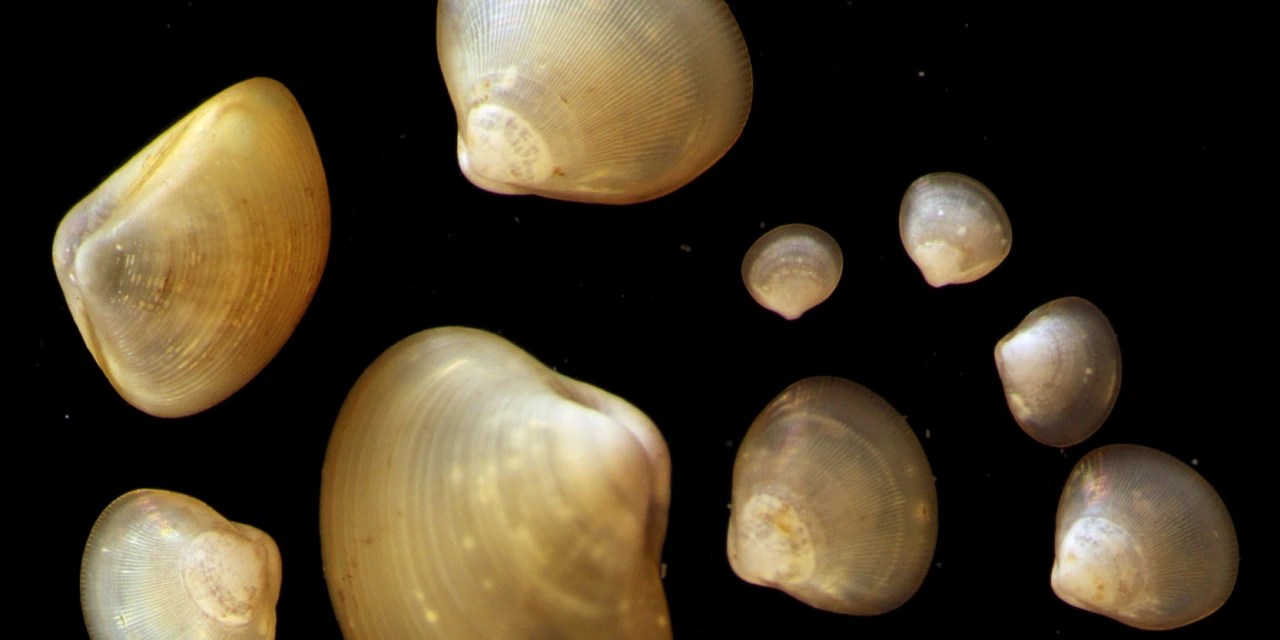 See the Thousands of New Species Found in a Remote Area of the Pacific