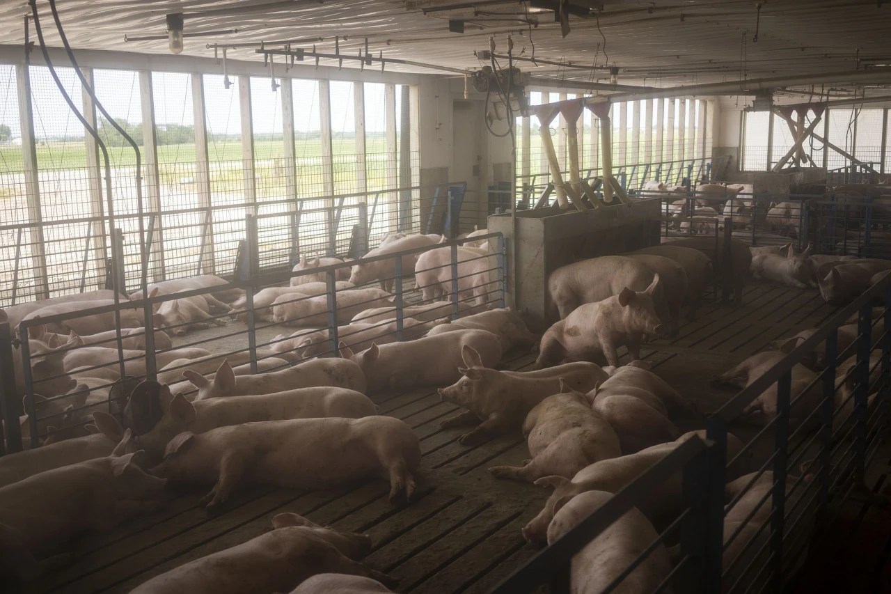When Your Neighbor Is a Farm With 2,500 Hogs WSJ