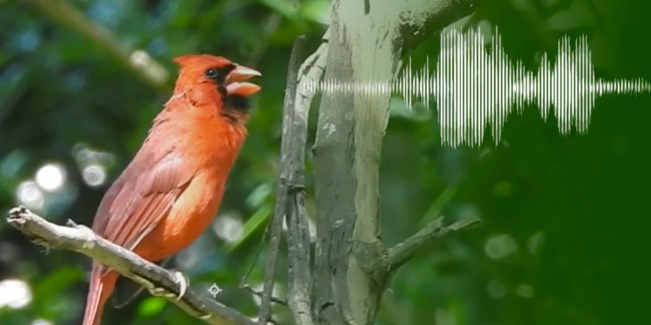These Birds’ Chirping Sounds Can Soothe Your Anxiety WSJ