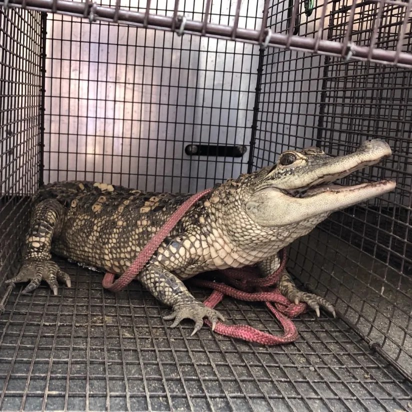 ‘We Don’t Need Alligators in Pittsburgh’ Spate of Reptile Escapes