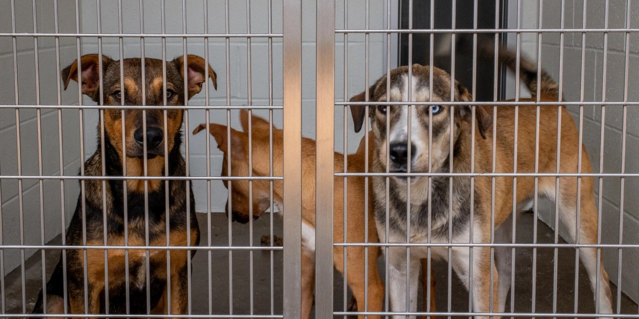 Dogs and Cats Are Overwhelming Pet Shelters WSJ