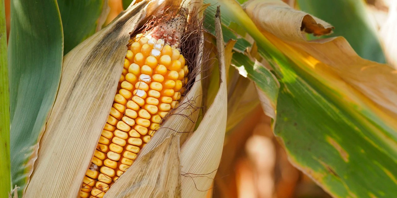 Corn Crop Could Be One of the Biggest Ever