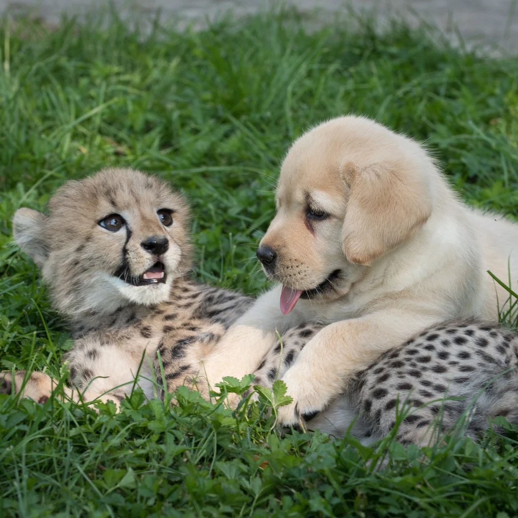 What’s Cuter Than a Baby Cheetah? A Baby Cheetah With Its Puppy Pal WSJ