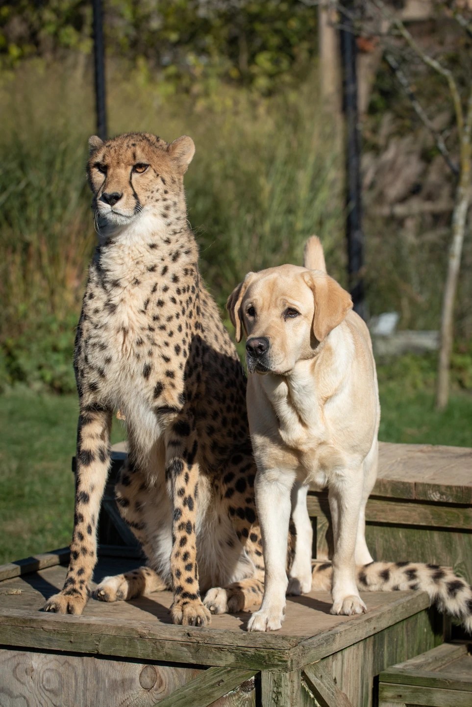 What’s Cuter Than a Baby Cheetah? A Baby Cheetah With Its Puppy Pal WSJ