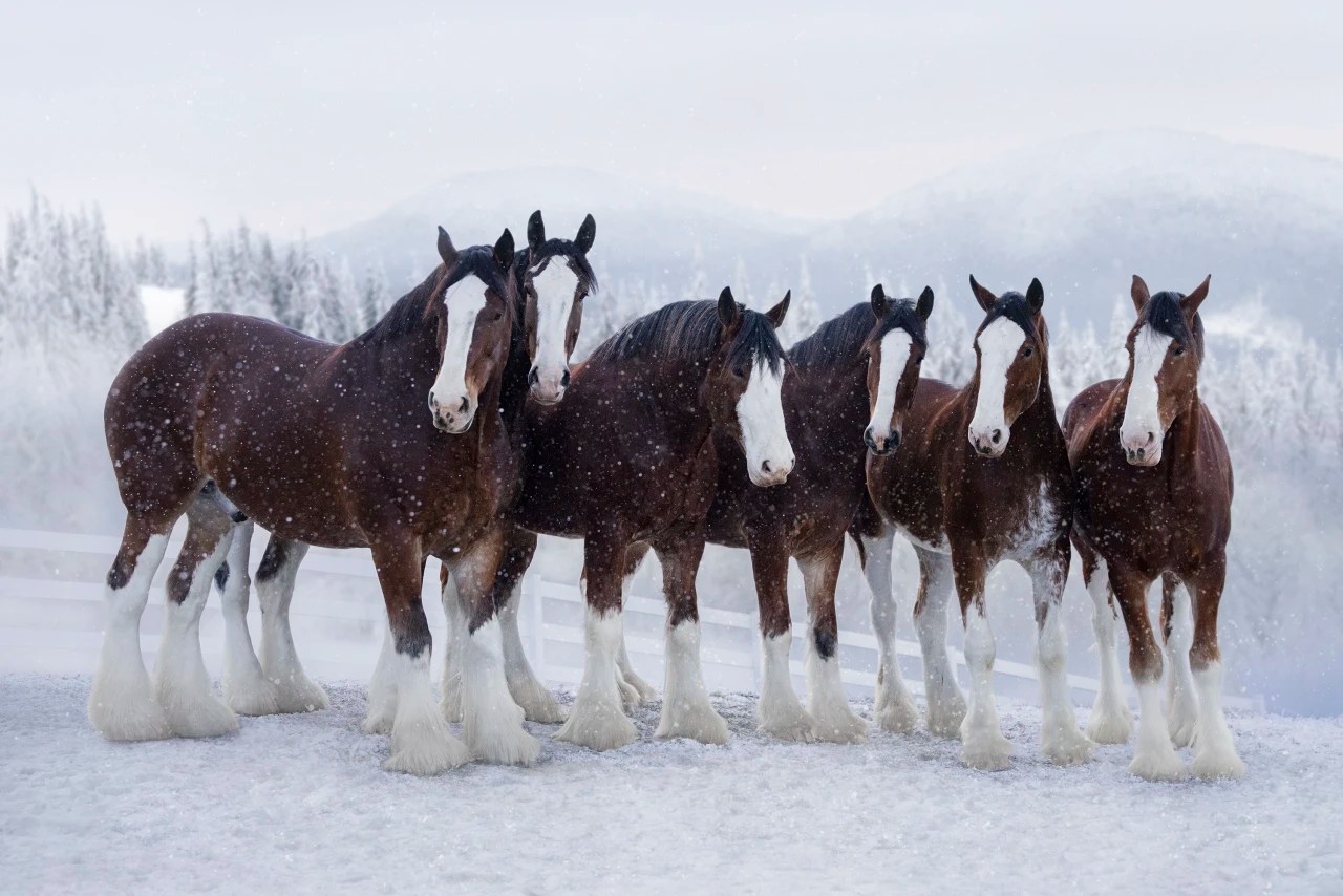 Budweiser Clydesdales Tour Schedule 2024 - Cleo Mellie