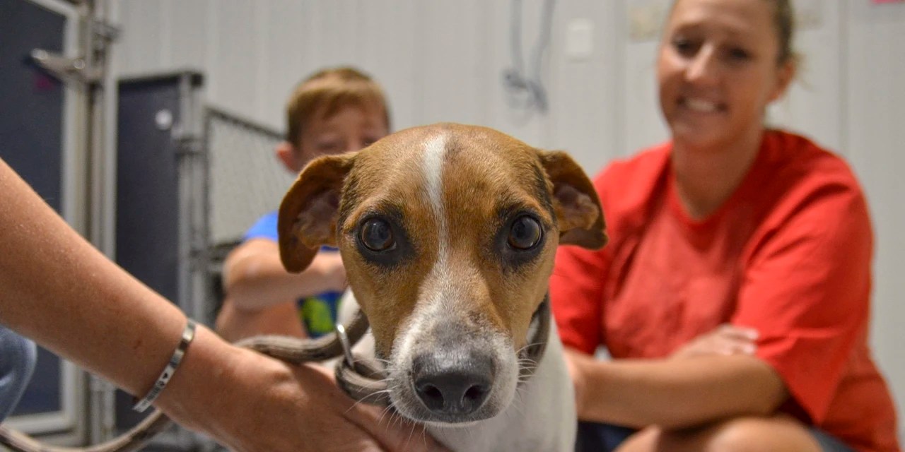 Bayer to Sell AnimalHealth Unit to Elanco for 7.6 Billion WSJ
