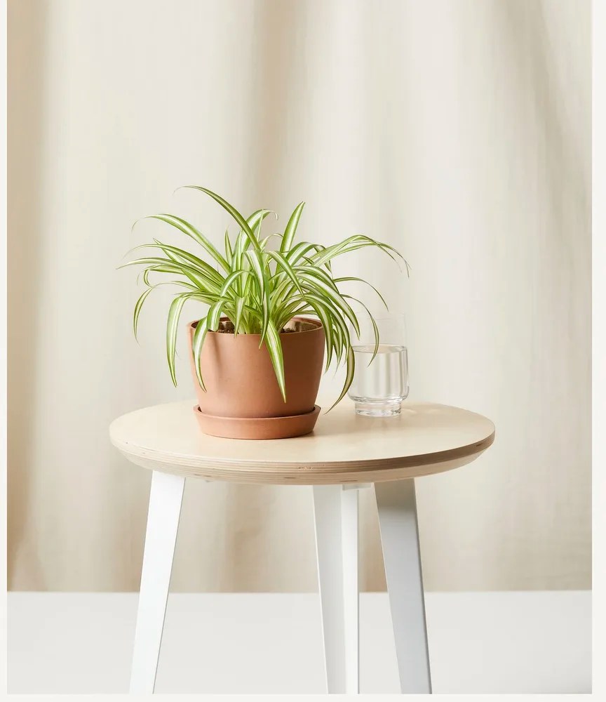 The 8 Best Indoor Plants for the Office, According to Plant Experts