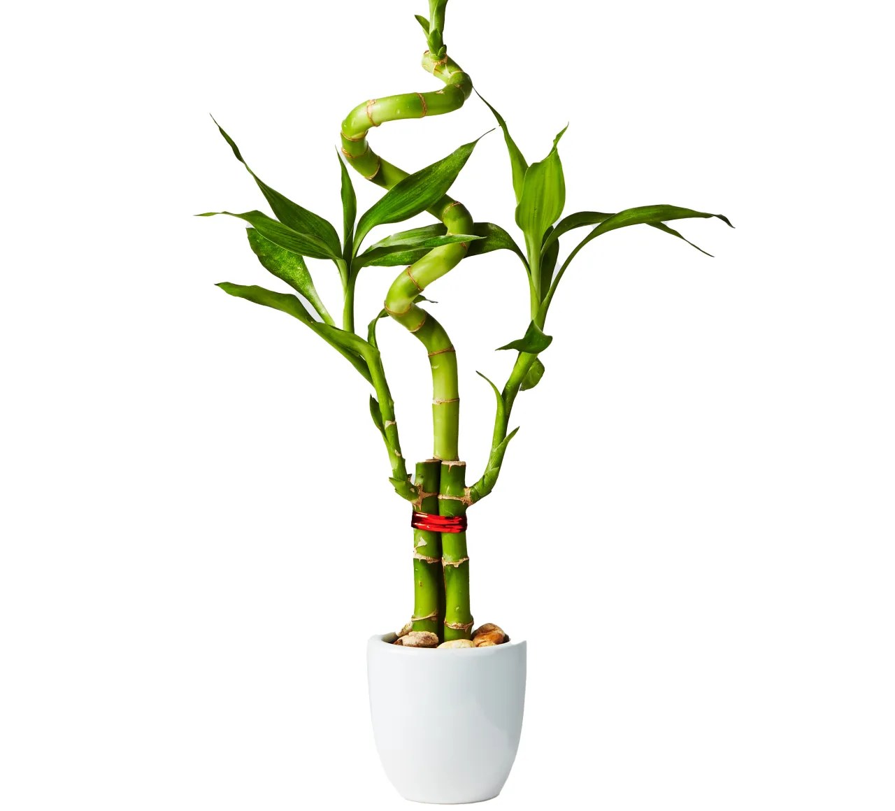 The Best Indoor Plants For The Office, According To Plant Experts Buy