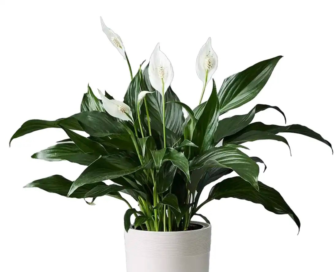 The 8 Best Indoor Plants for the Office, According to Plant Experts