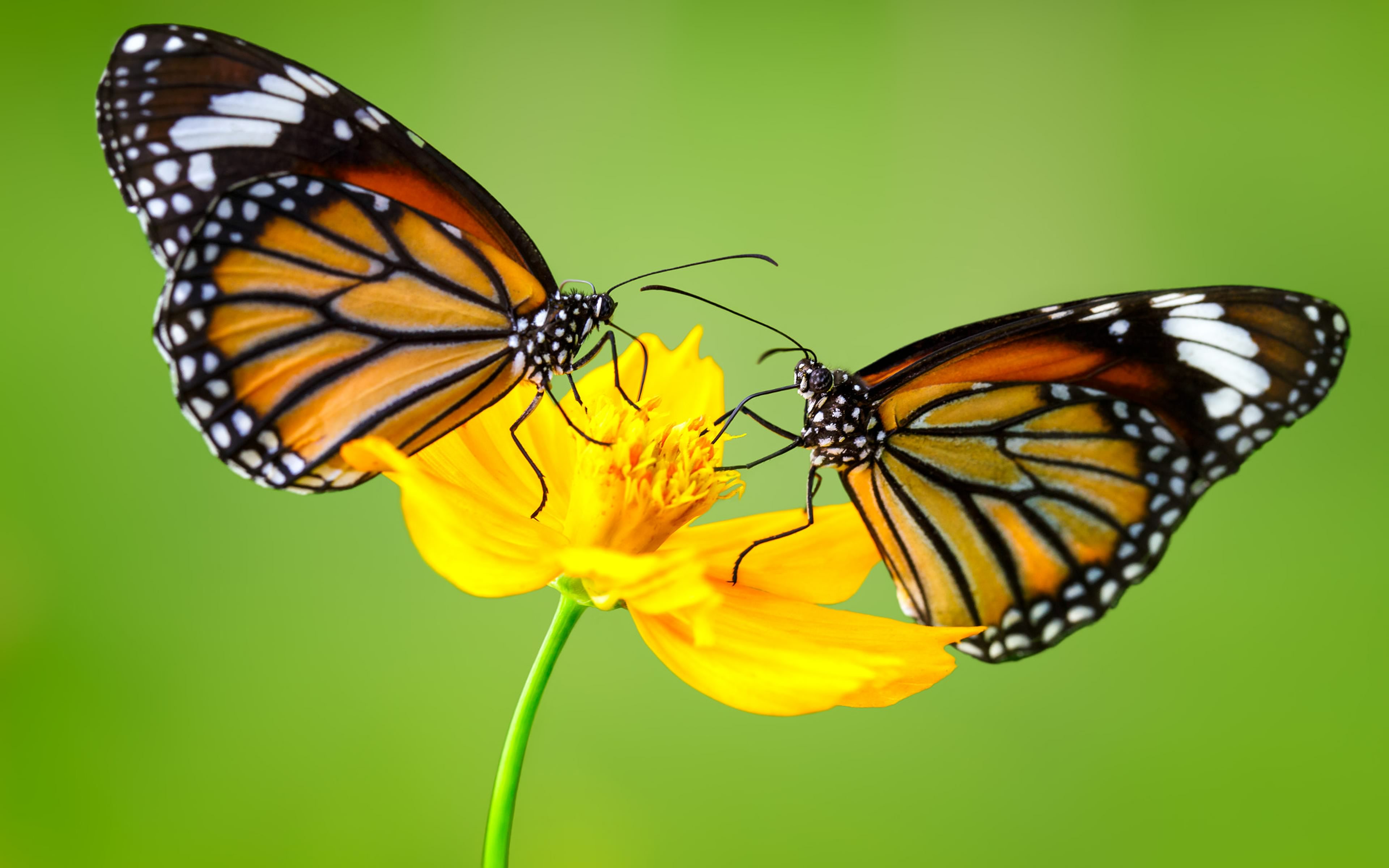 Download Yellow Flower Flower Animal Butterfly 4k Ultra HD Wallpaper