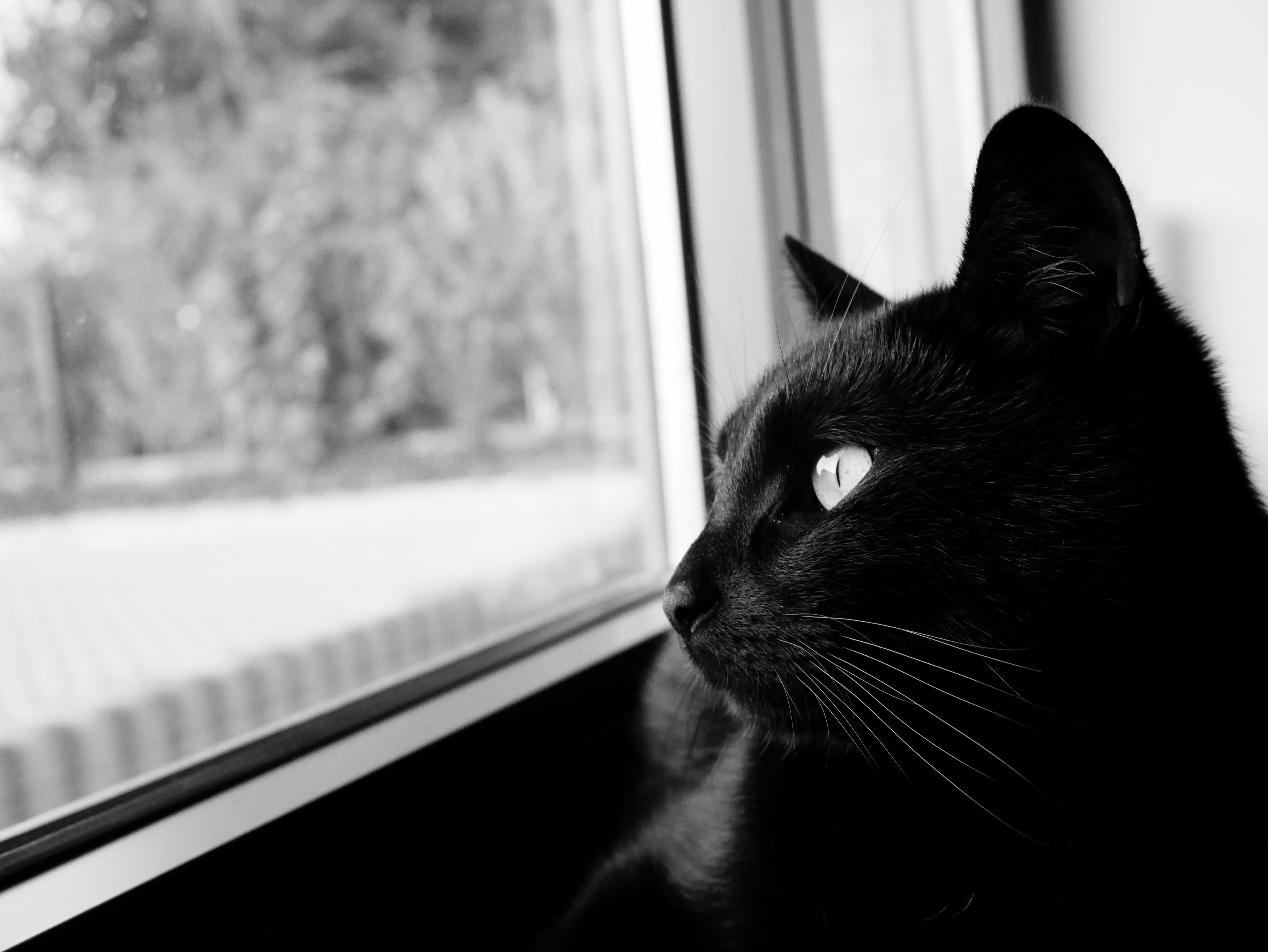 Gato 4k Ultra Fondo de pantalla HD Fondo de Escritorio 4592x3448 ID1003646 Wallpaper Abyss