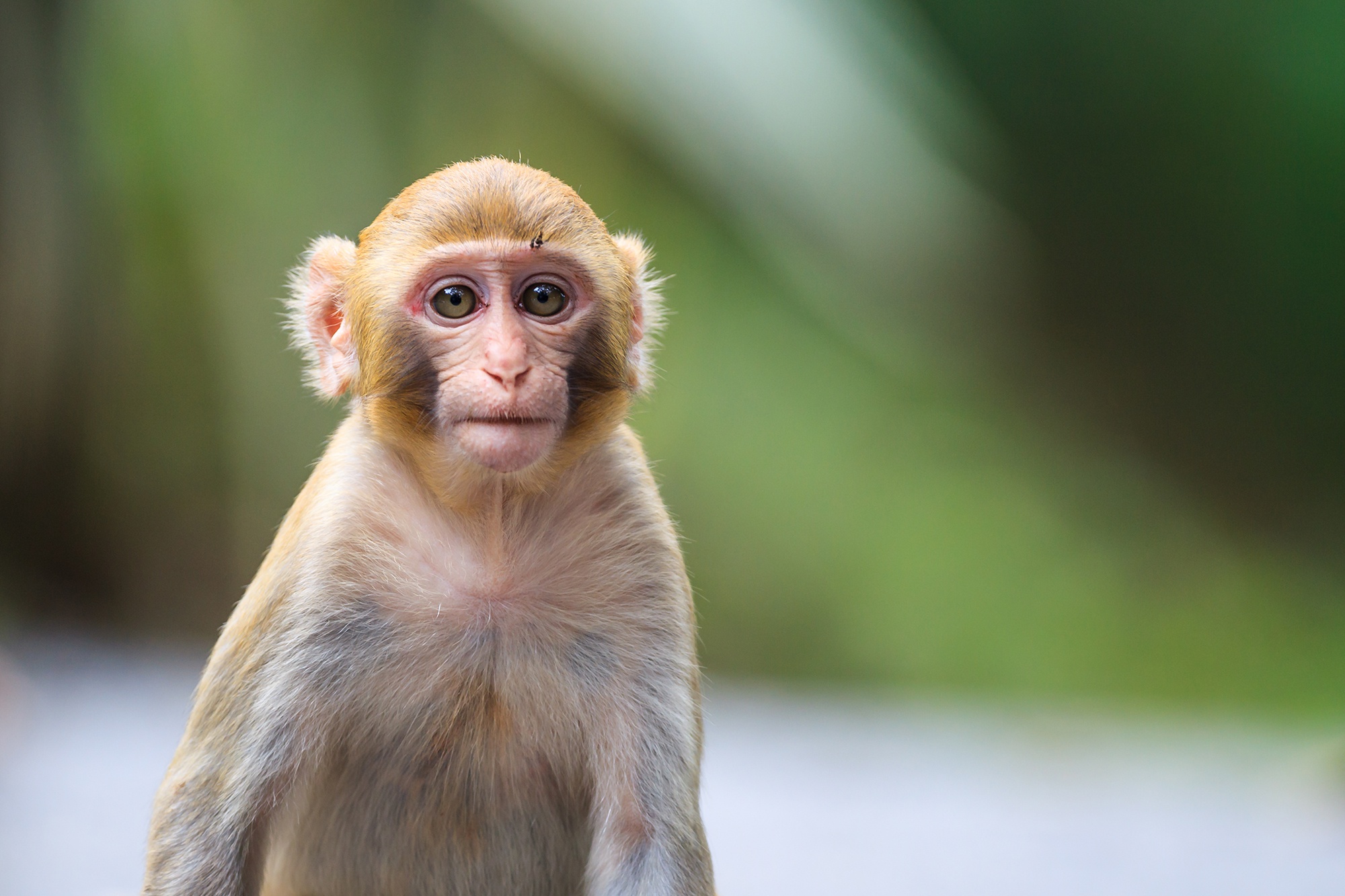 Download Primate Animal Monkey HD Wallpaper