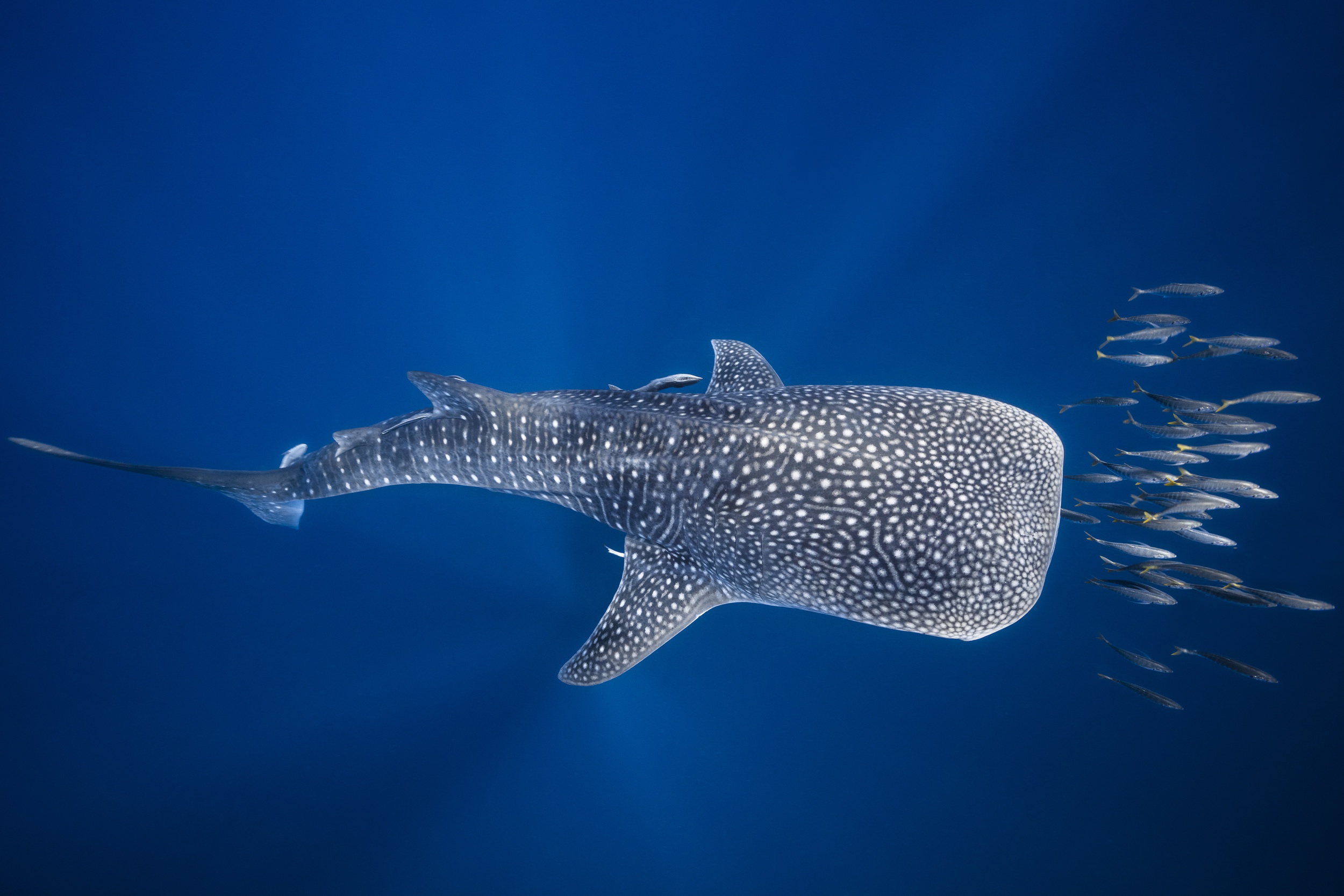 Whale Shark HD Wallpaper