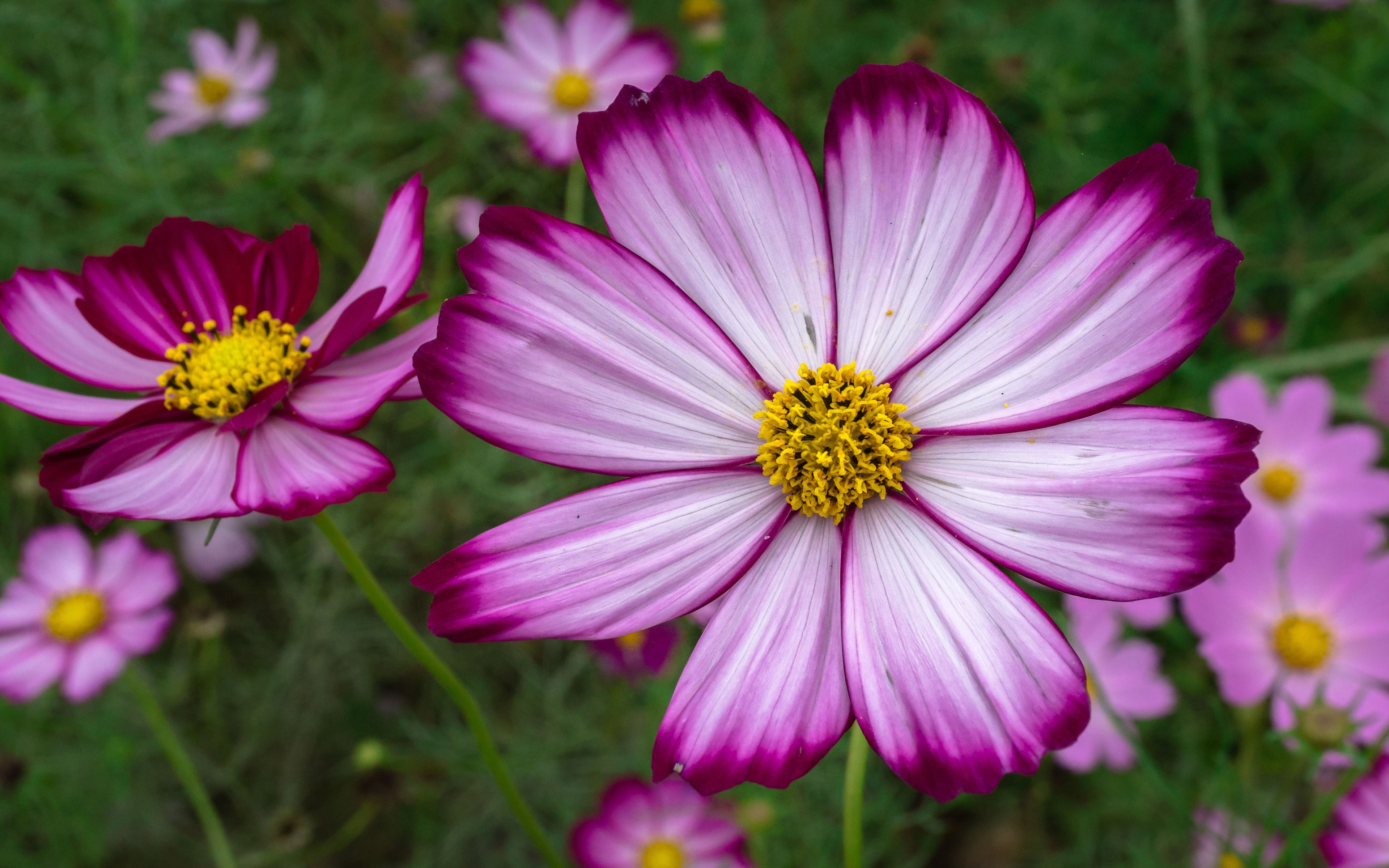 Download Purple Flower Flower Nature Cosmos 4k Ultra HD Wallpaper