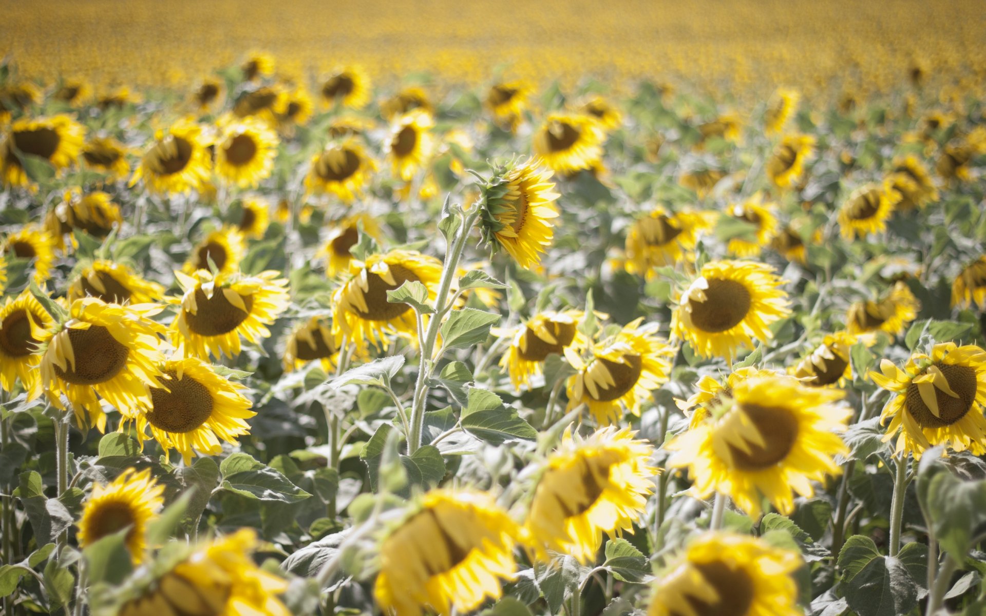 Champ de Tournesols Fond d'écran HD ArrièrePlan