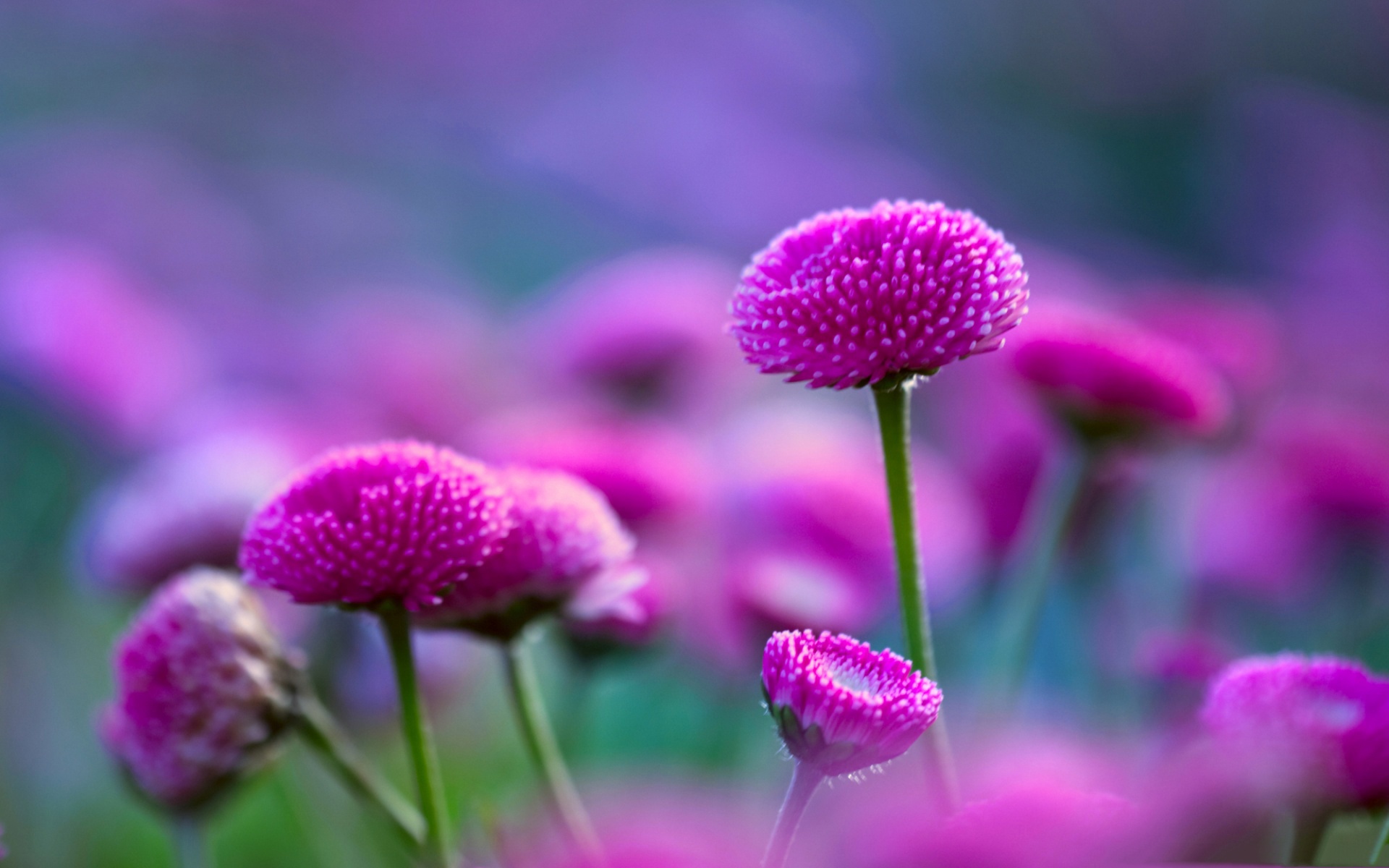 Download Macro Pink Flower Nature Flower HD Wallpaper