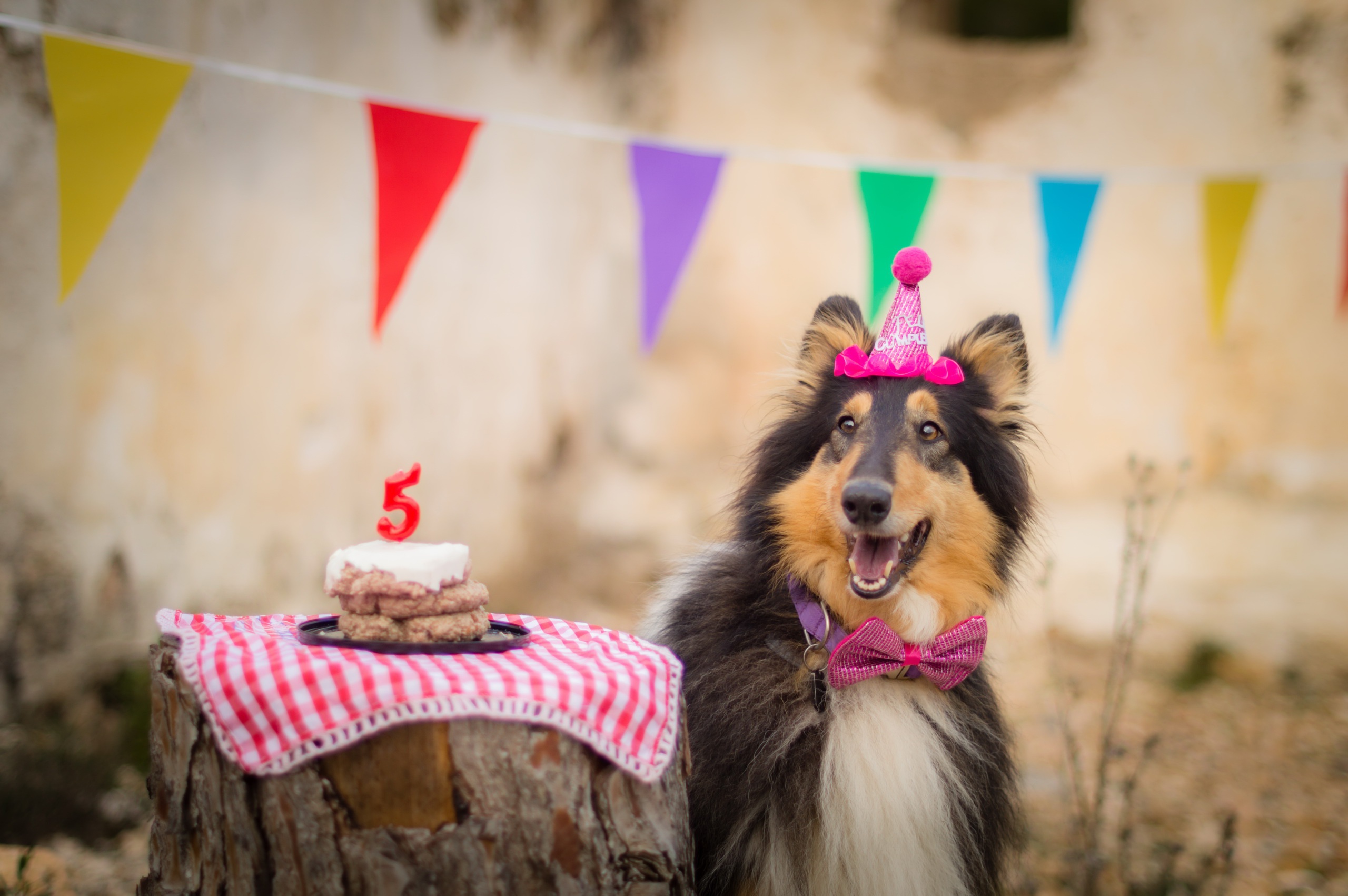 Download Birthday Animal Dog HD Wallpaper