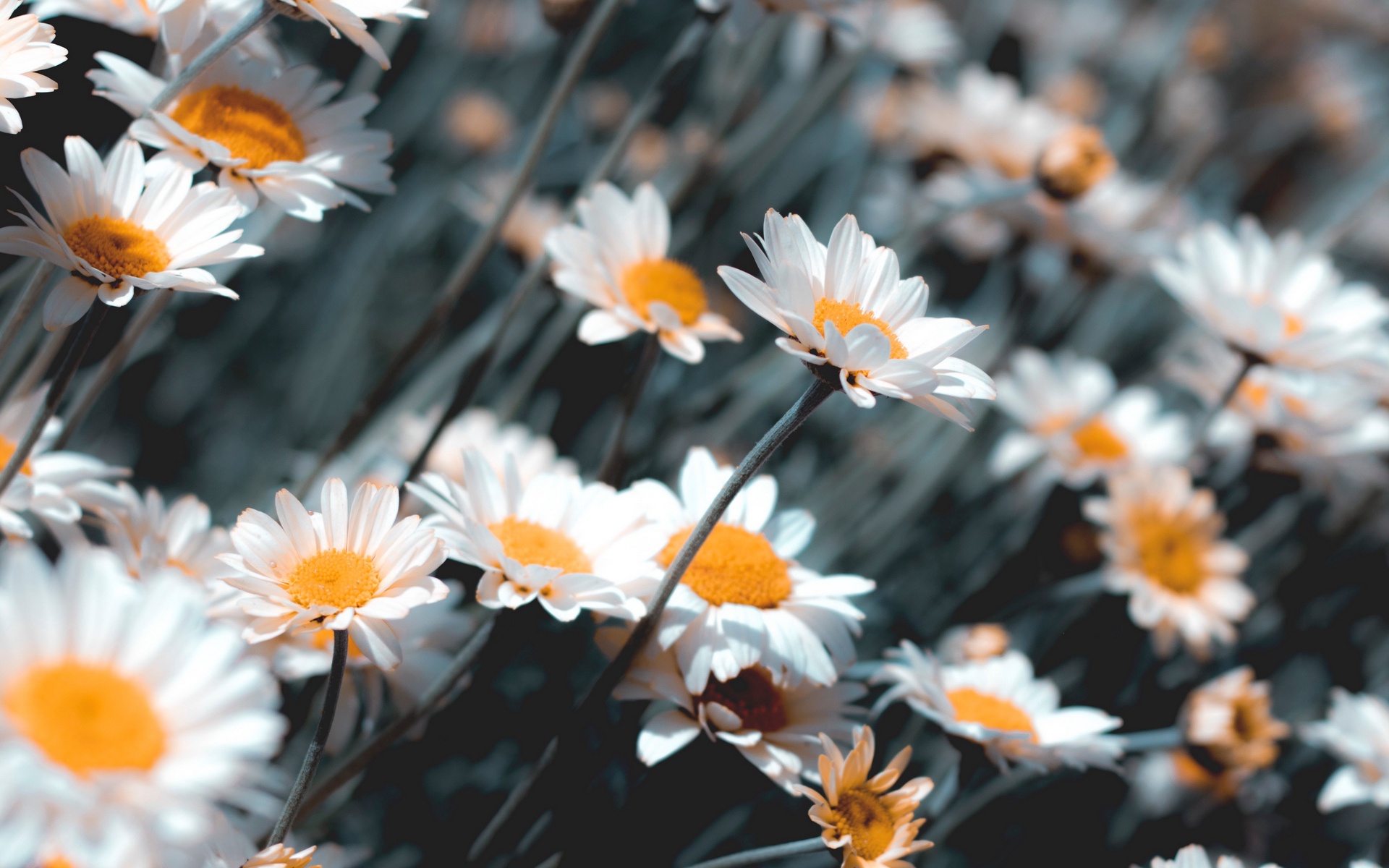 Download White Flower Flower Nature Chamomile HD Wallpaper
