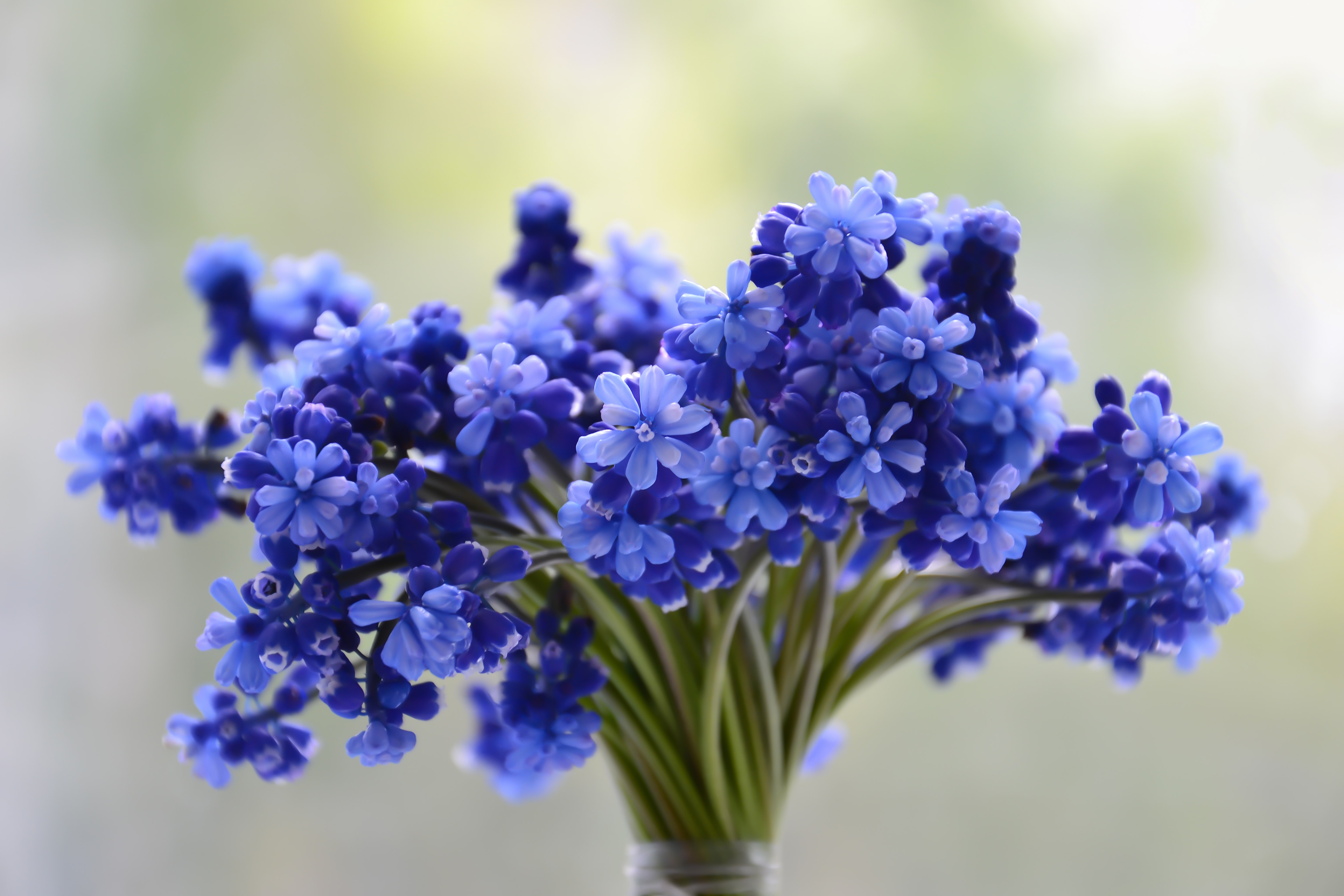 Download Blue Flower Bouquet Nature Flower 4k Ultra HD Wallpaper