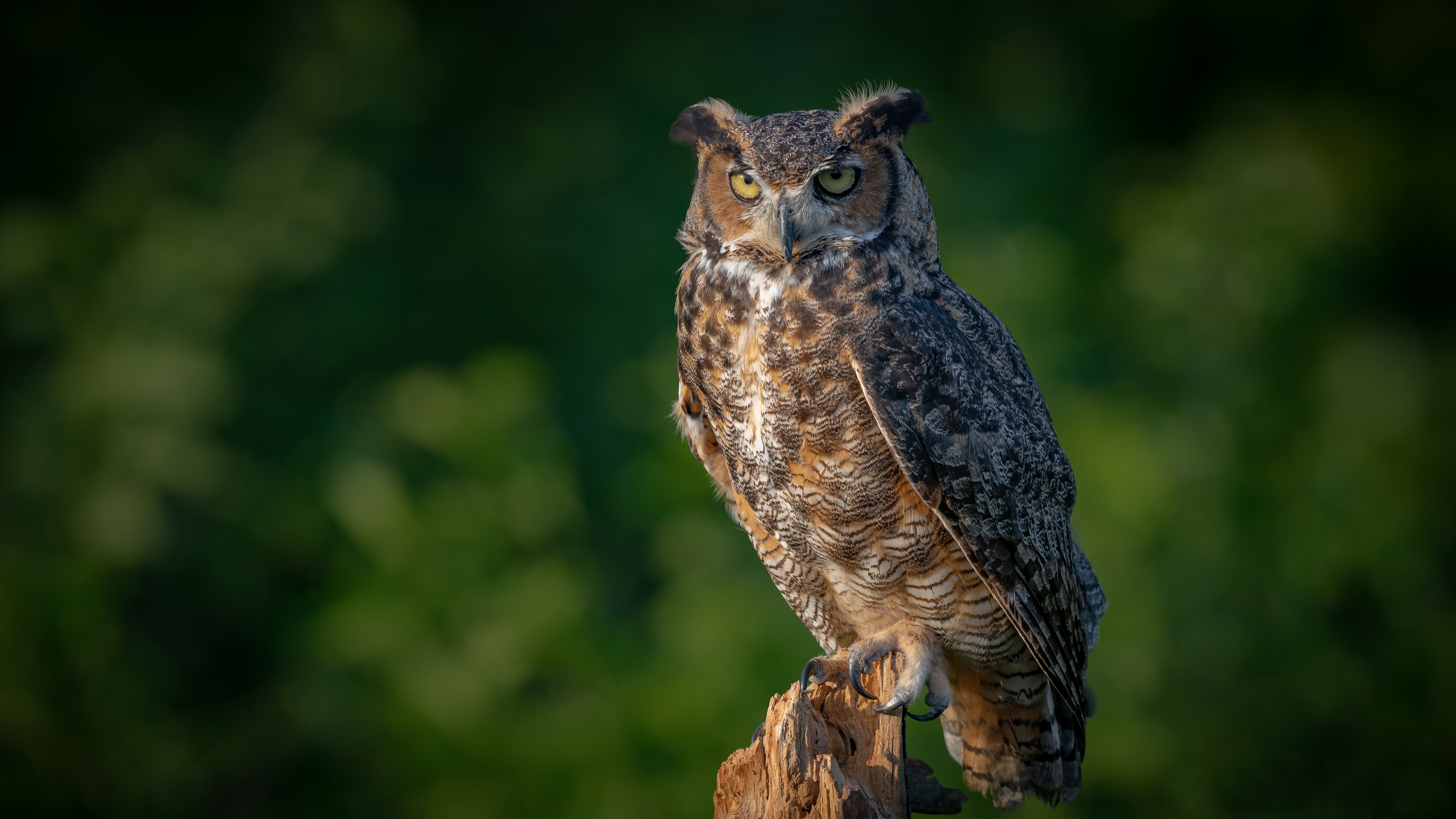 Download Bird Eurasian Eagleowl Animal Owl 4k Ultra HD Wallpaper
