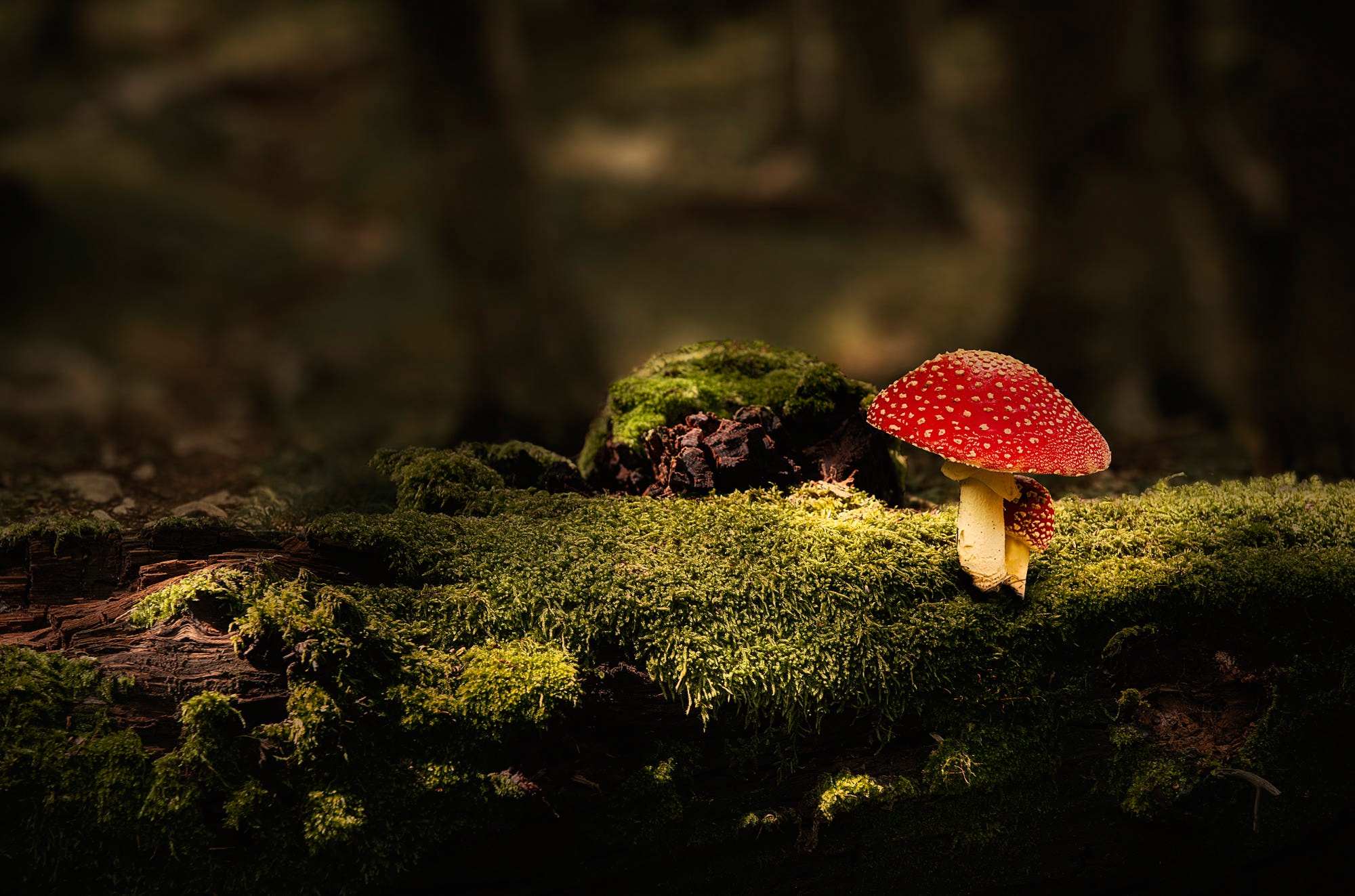 Download Macro Moss Nature Mushroom HD Wallpaper