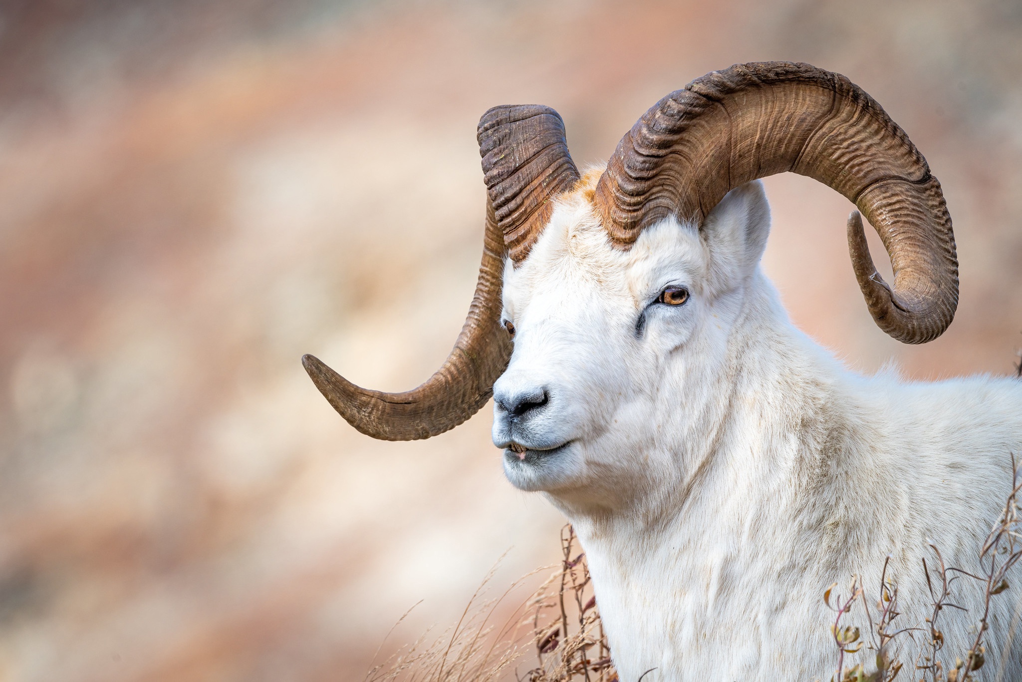 Download Animal Goat HD Wallpaper