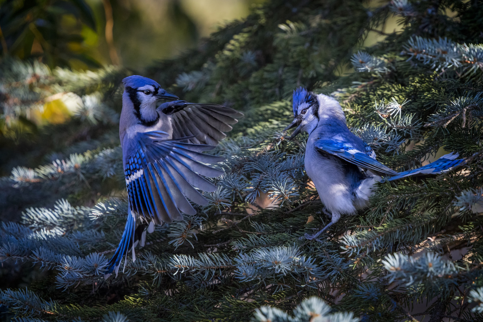 Male Blue Bird Stellar Jay
