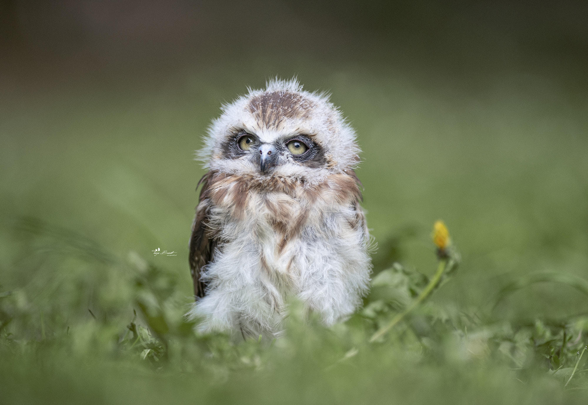 Download Baby Animal Owlet Animal Owl HD Wallpaper