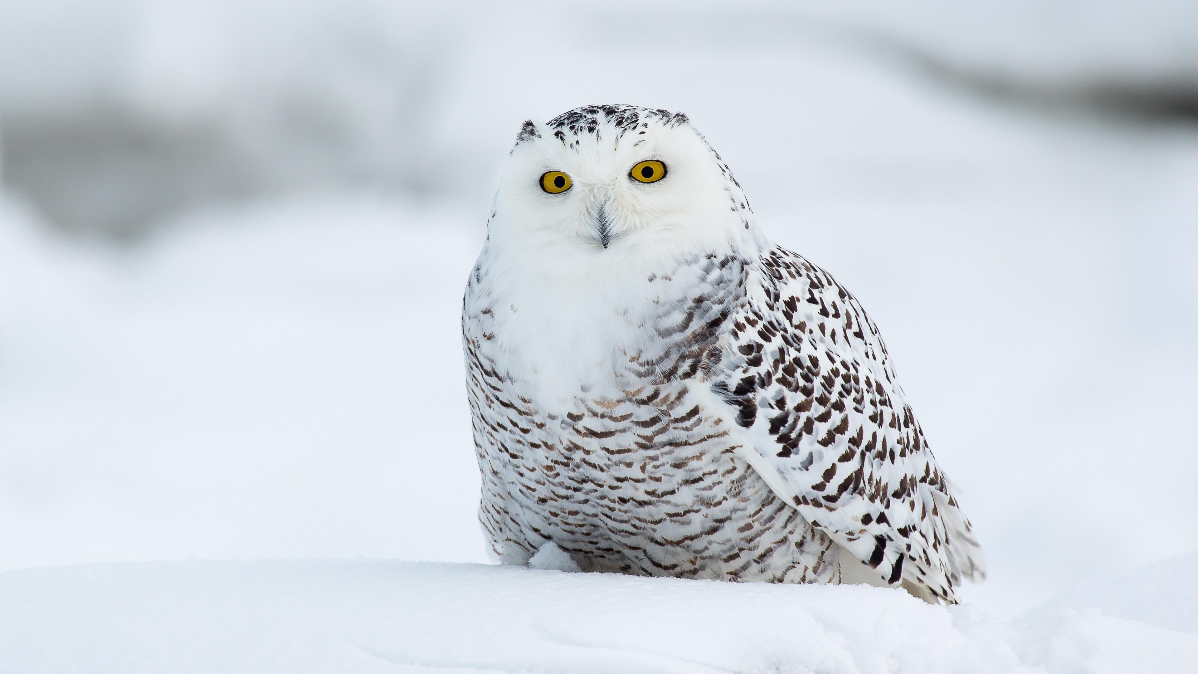 Download Bird Owl Animal Snowy Owl 4k Ultra HD Wallpaper