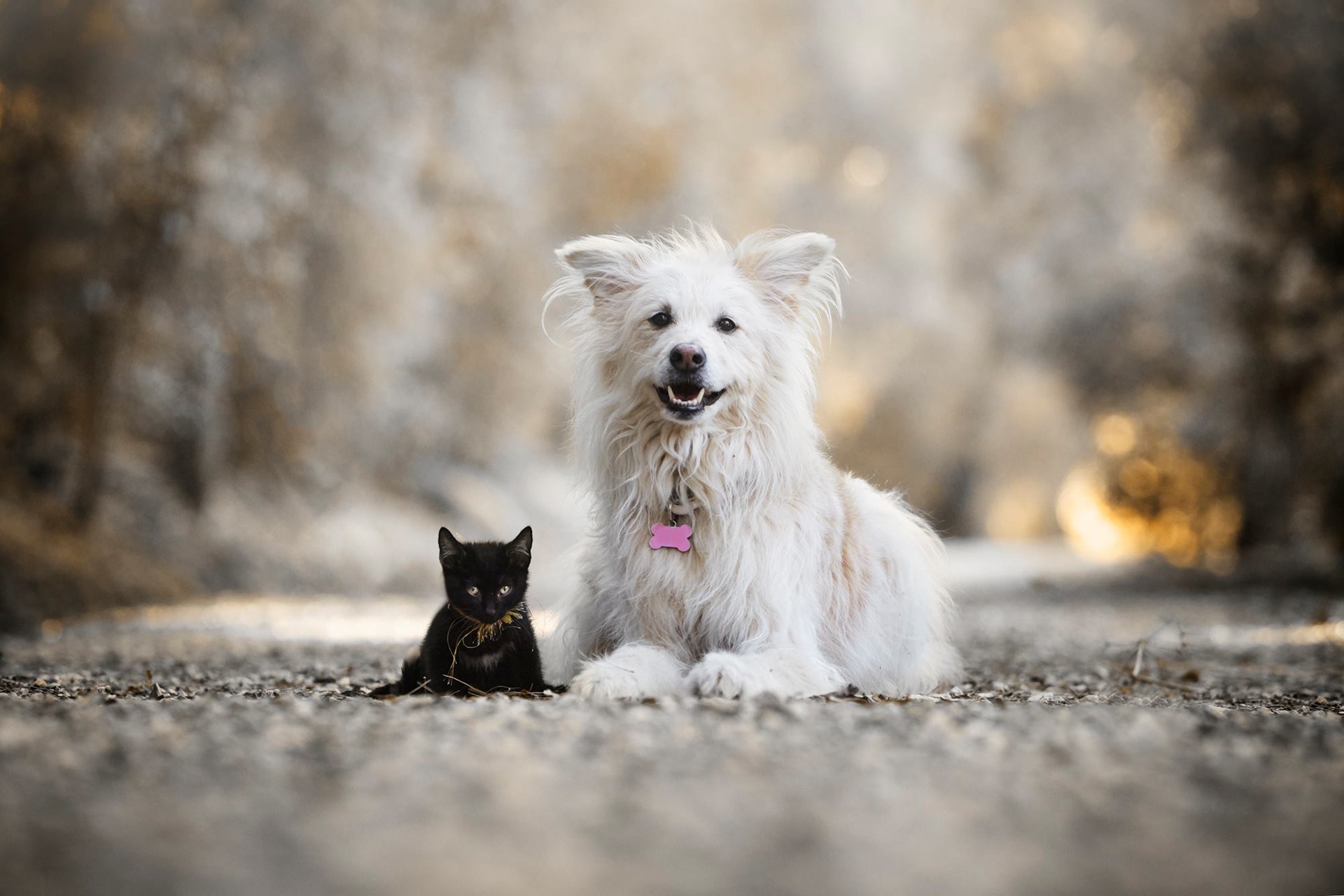Download Baby Animal Kitten Depth Of Field Dog Cat Animal Cat & Dog HD