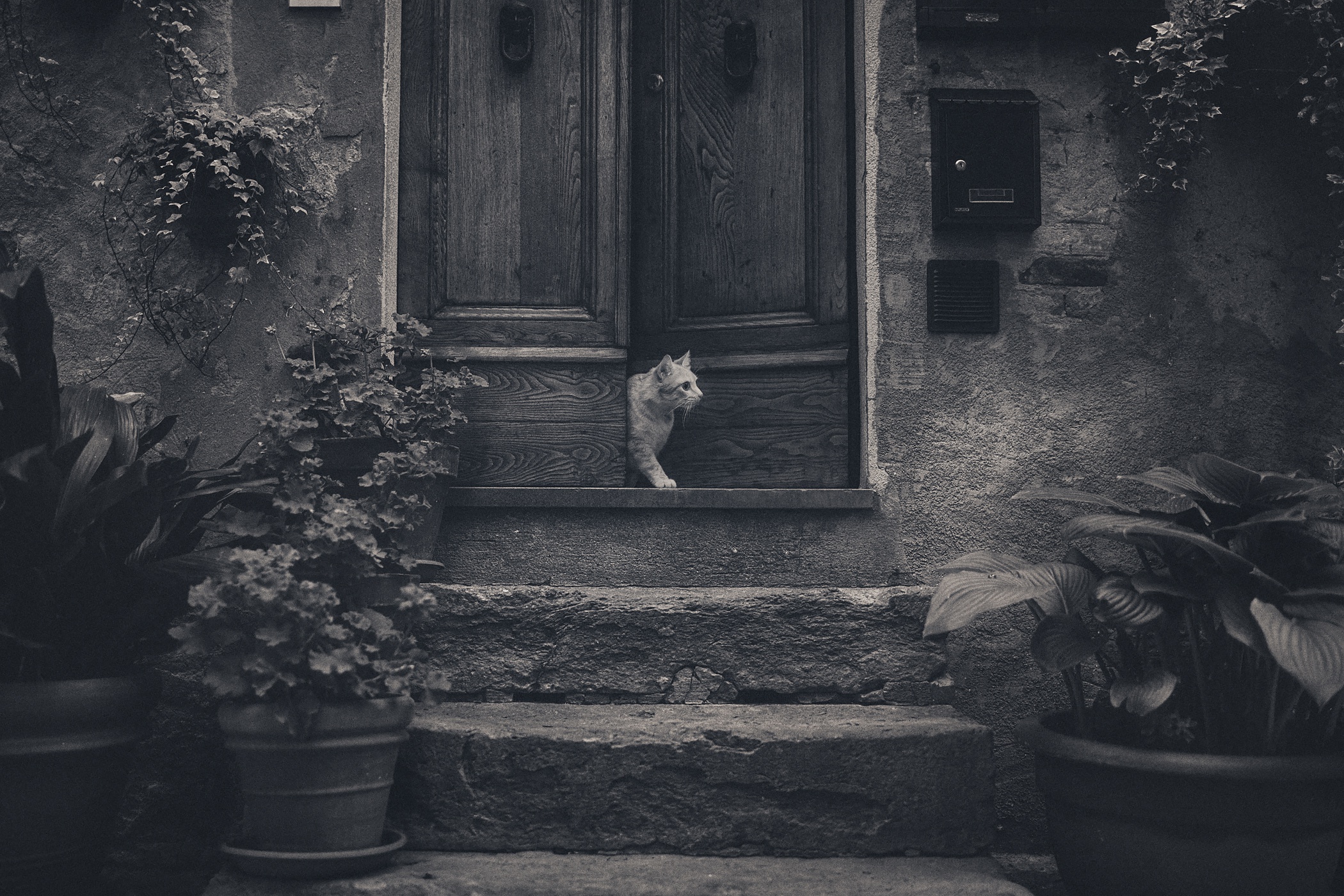 Animal Cat HD Wallpaper