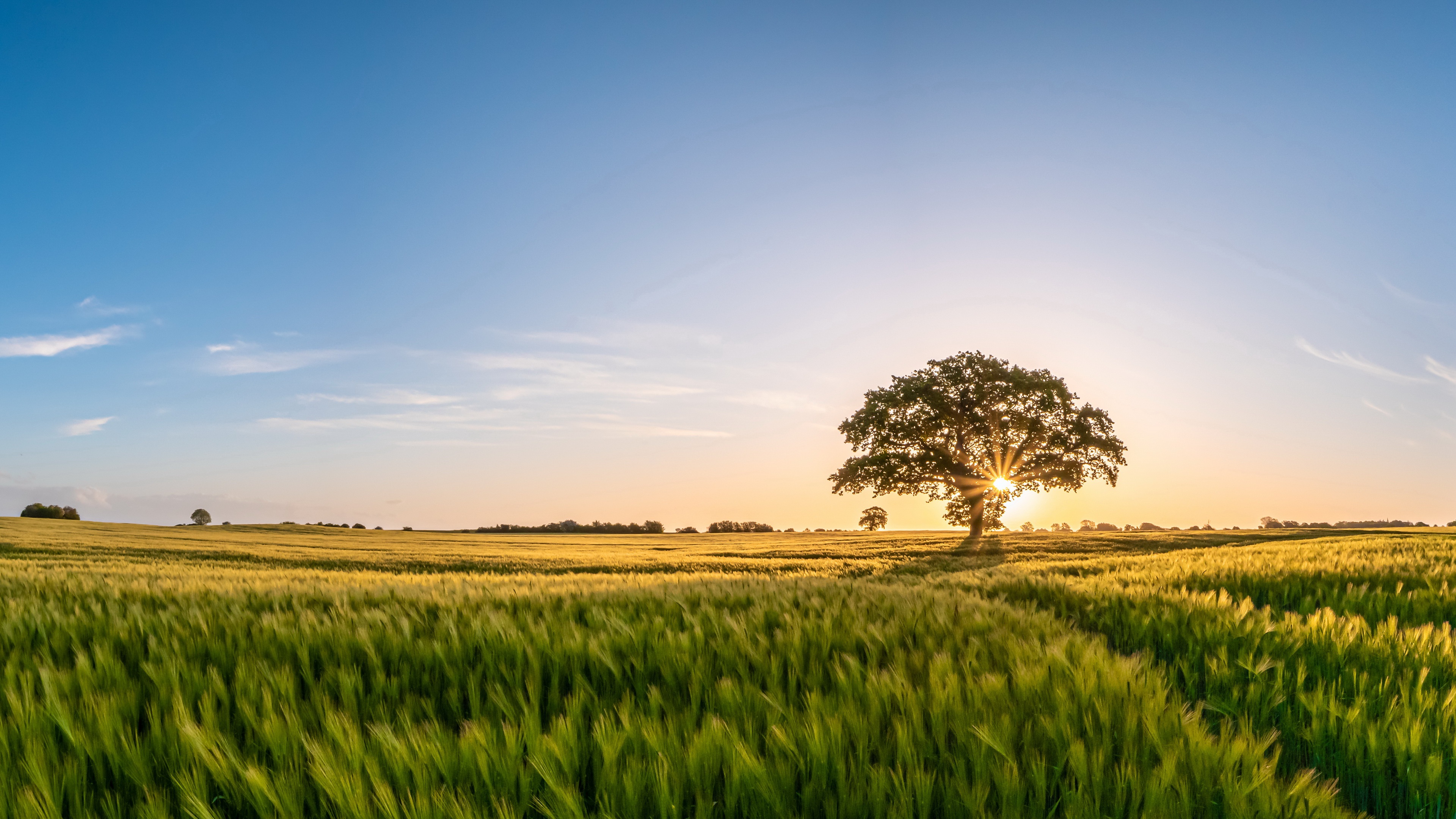 Download Field Nature Tree 4k Ultra HD Wallpaper