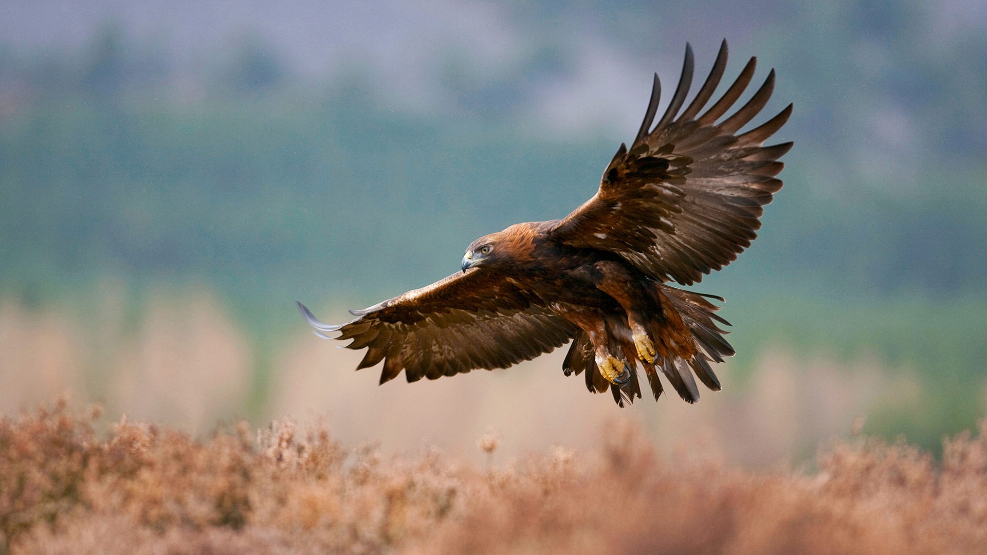 Download Animal Golden Eagle HD Wallpaper