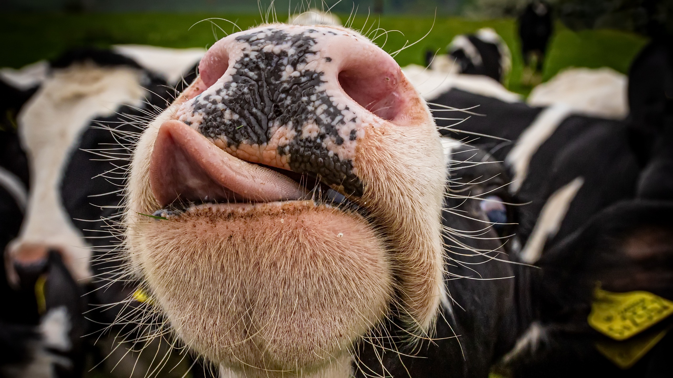 Download Animal Cow HD Wallpaper