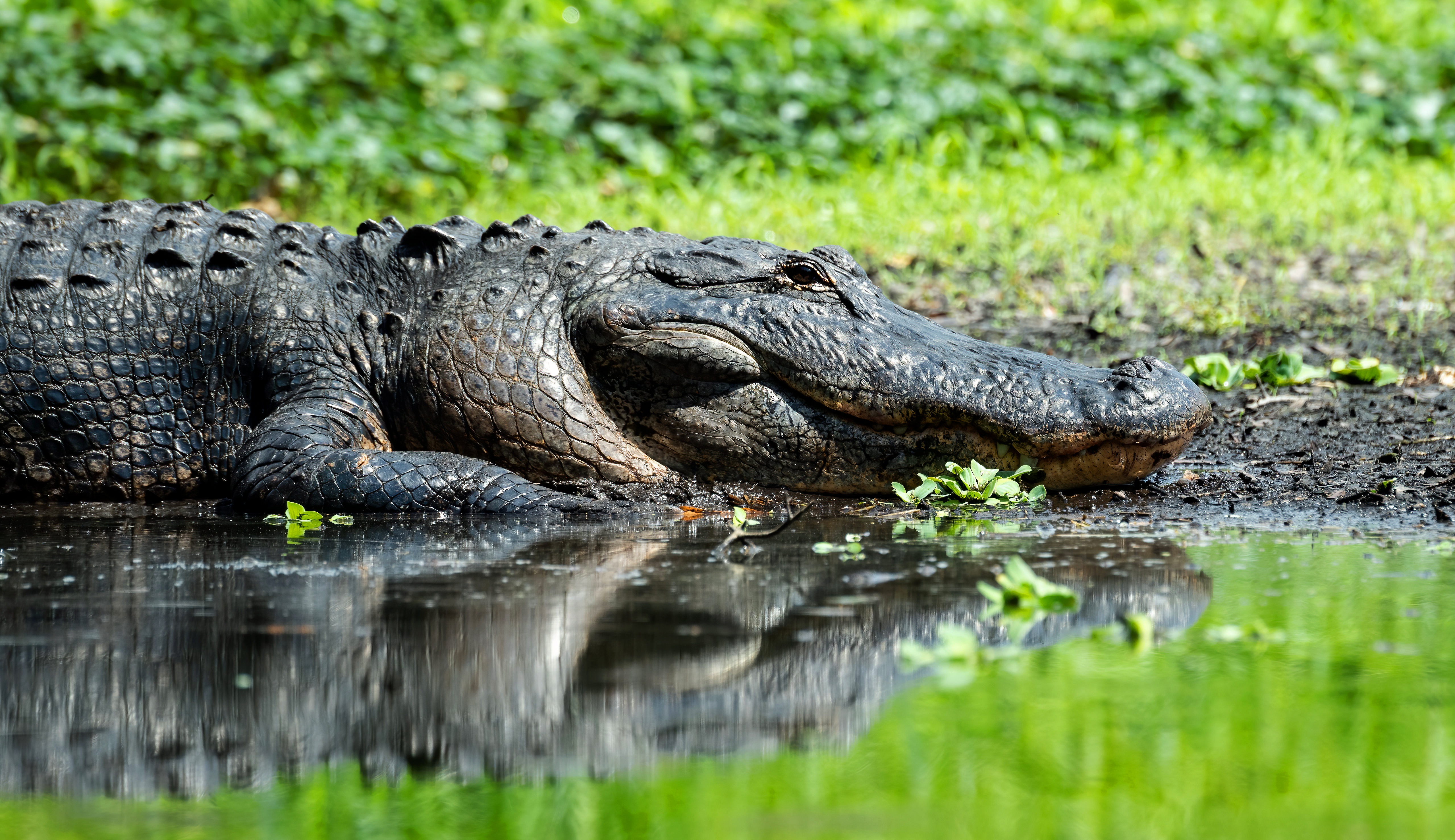 Crocodile 4k Ultra HD Wallpaper Background Image