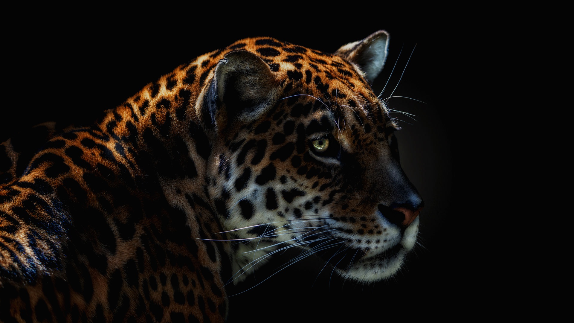 Download Animal Jaguar HD Wallpaper