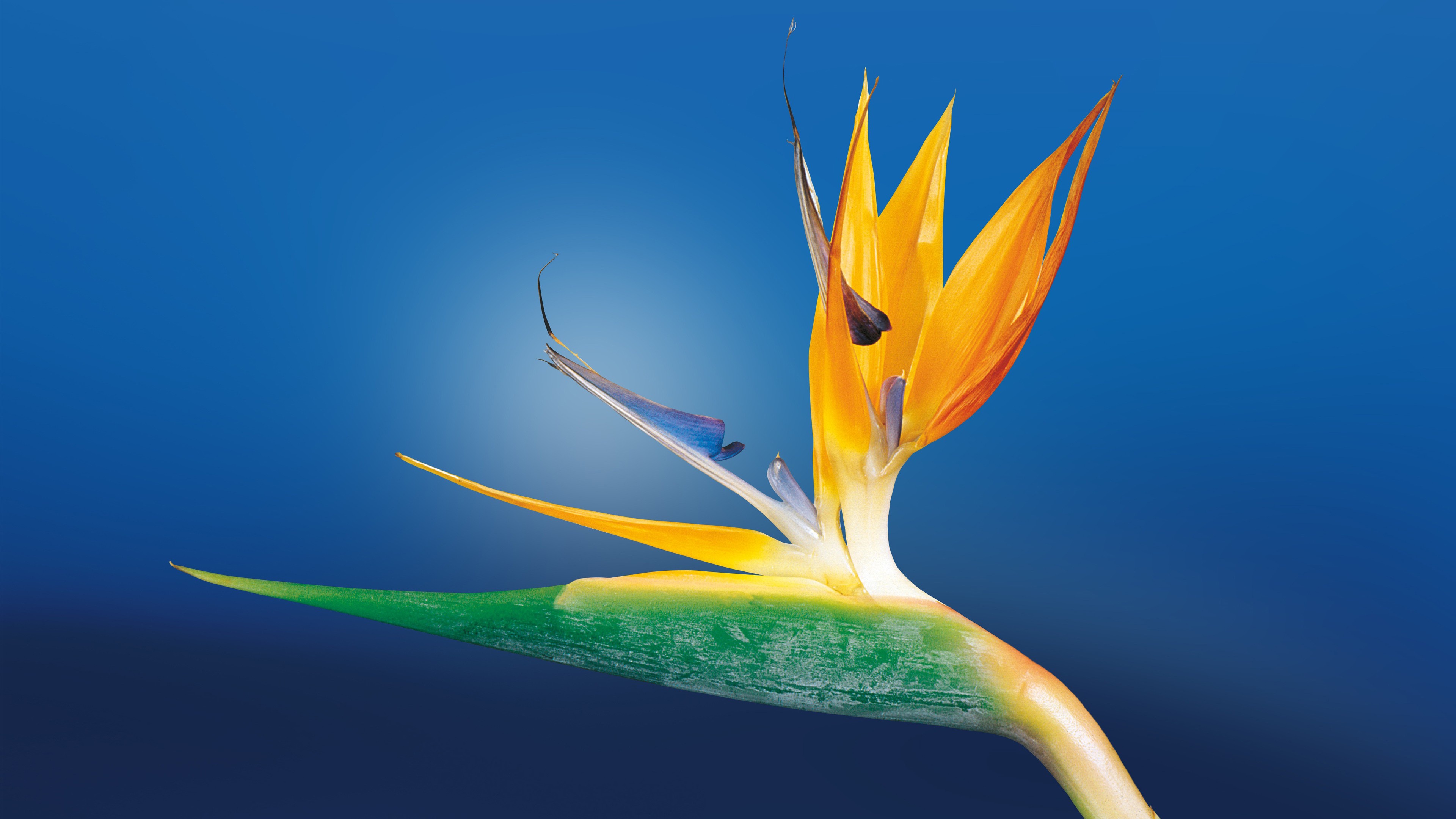 Birds Of Paradise Desktop Wallpaper