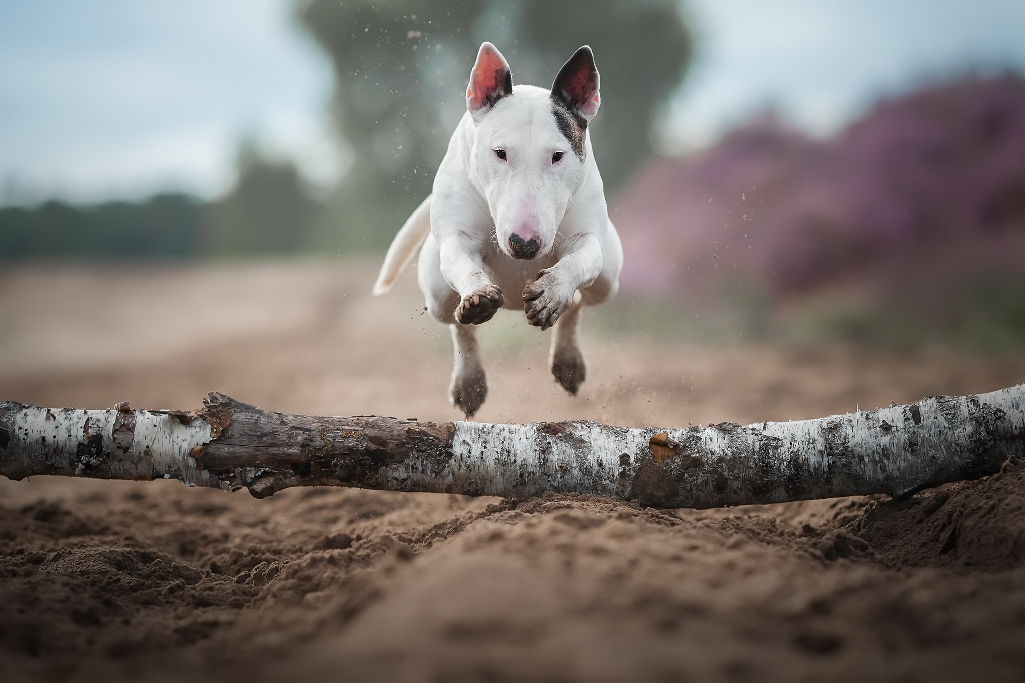 Download Purple Flower Dog Animal Bull Terrier HD Wallpaper