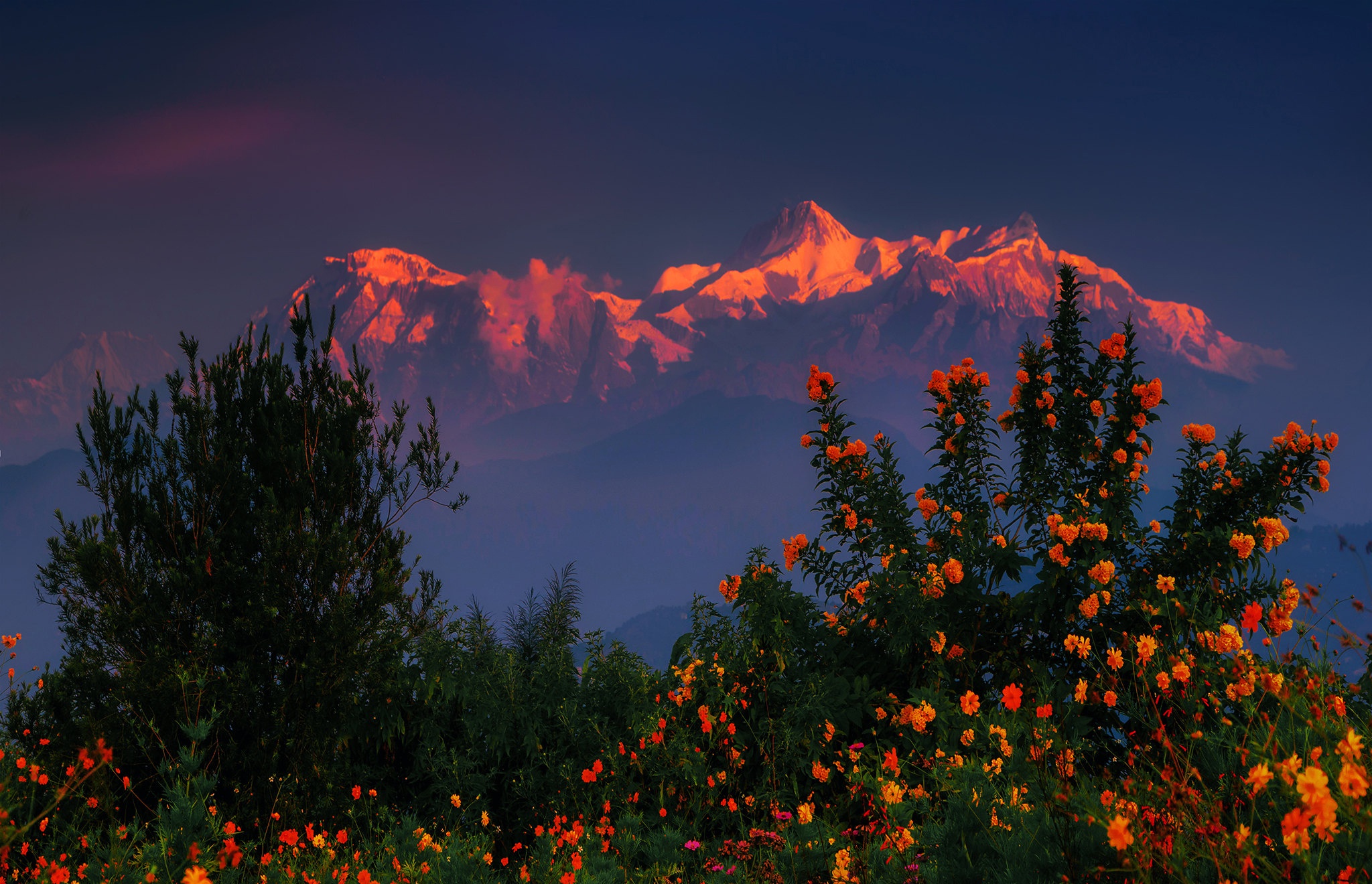 Download Nepal Bush Mountain Flower Sunset Nature Himalayas HD Wallpaper