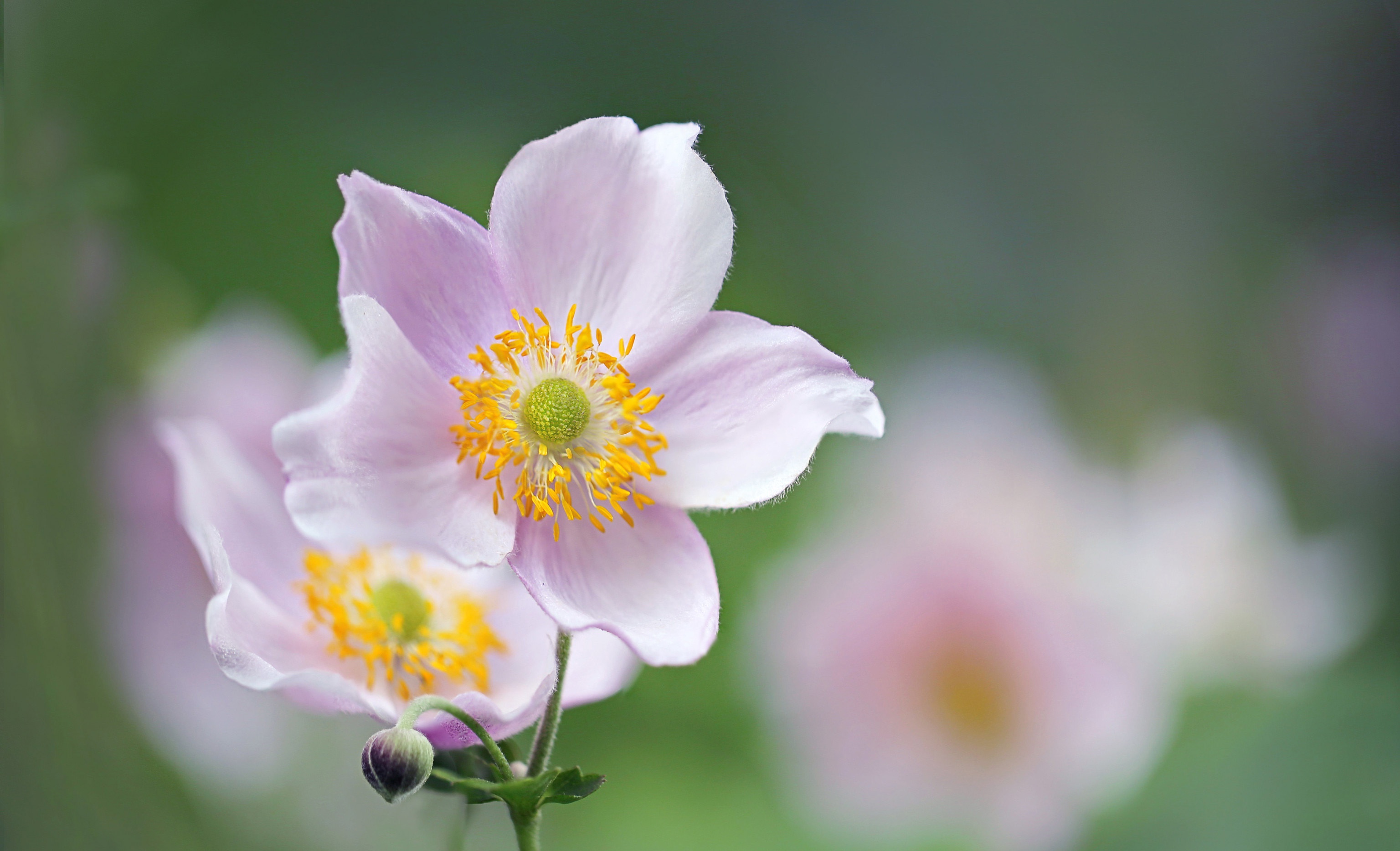 Download Blur Petal Flower Nature Anemone HD Wallpaper