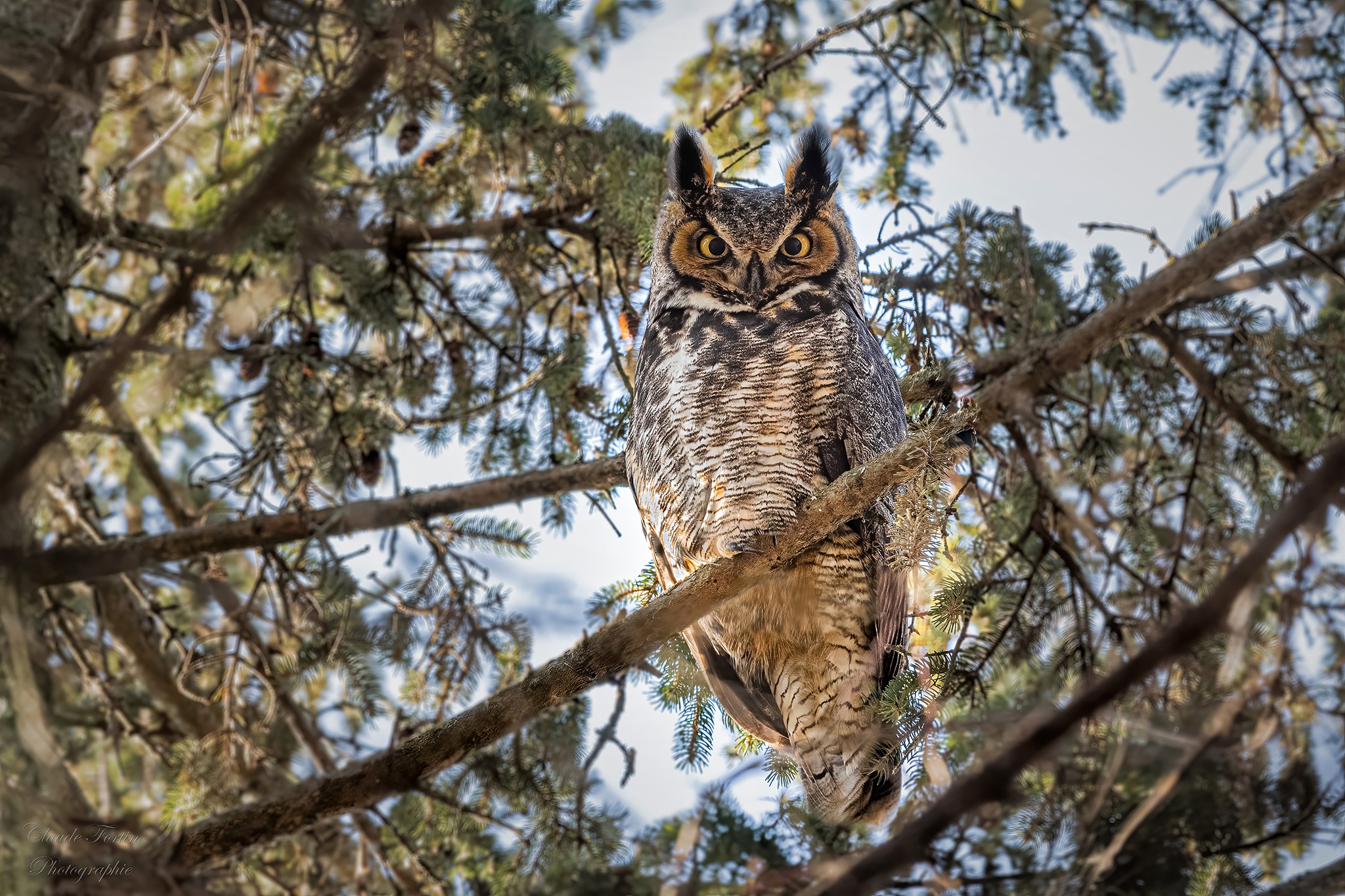 Download Bird Owl Animal Great Horned Owl HD Wallpaper