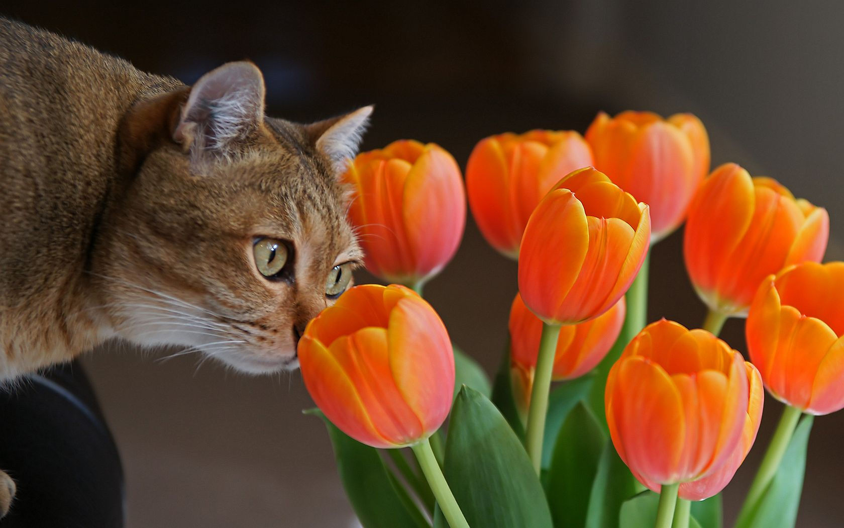 Cat and Tulips HD Wallpaper